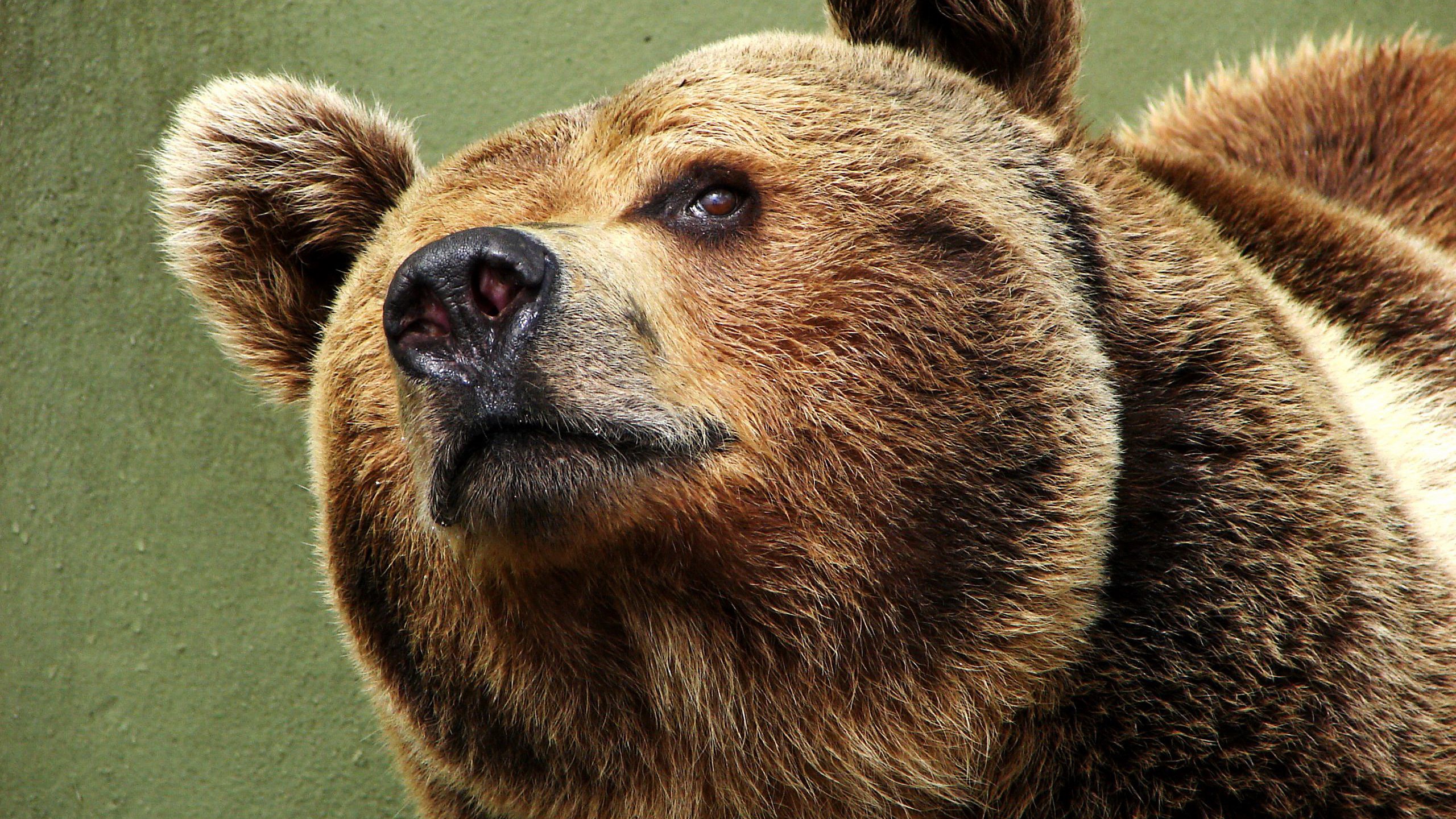 Bears Are Cute Meme - HD Wallpaper 