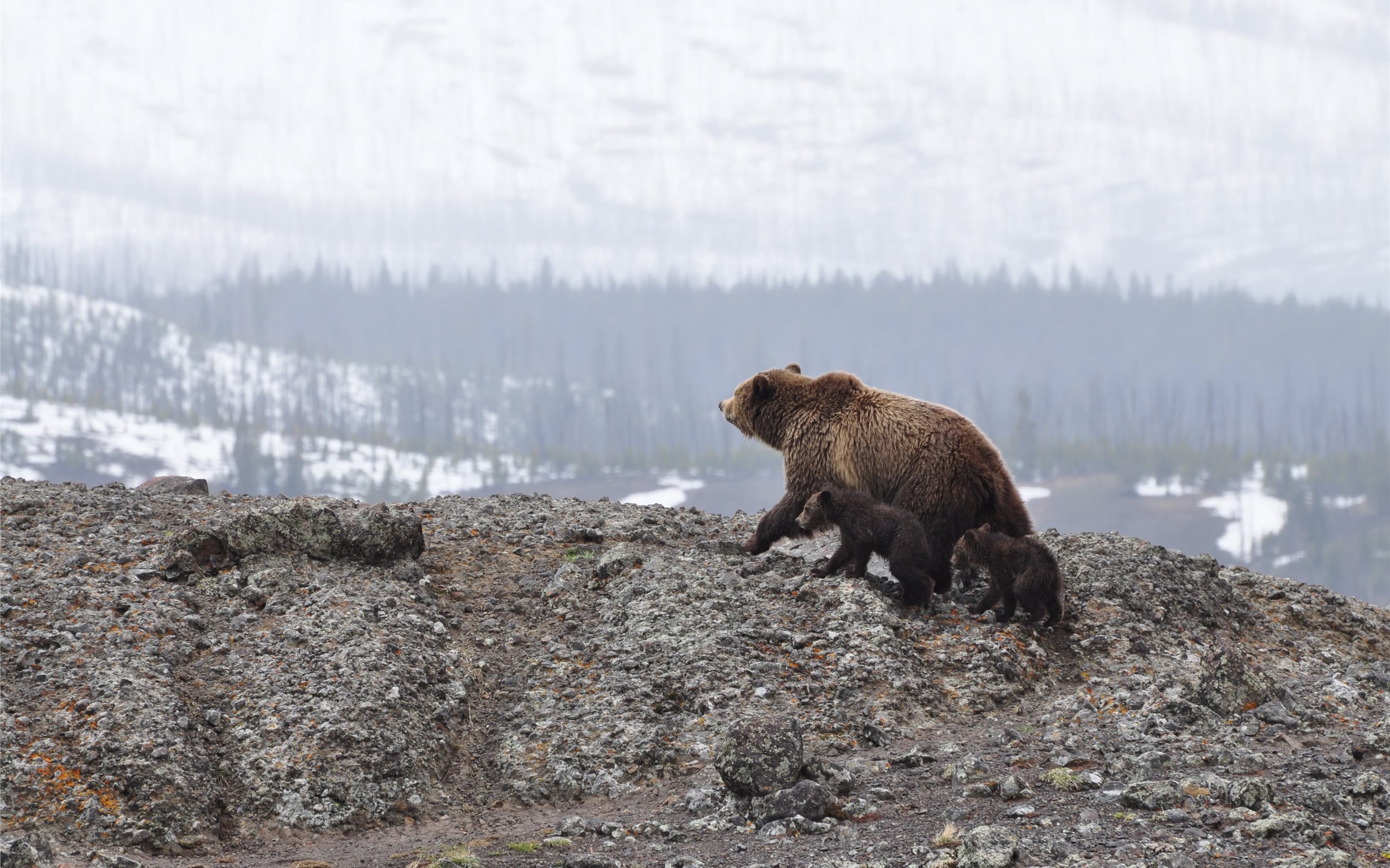 Grizzly Bear - HD Wallpaper 