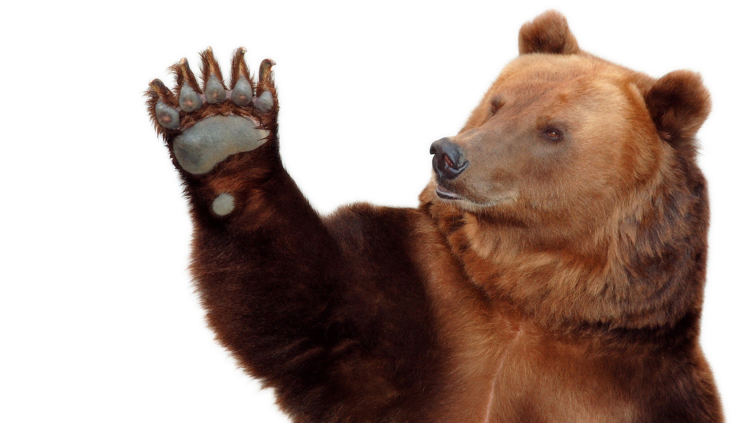 Paw Bear - HD Wallpaper 