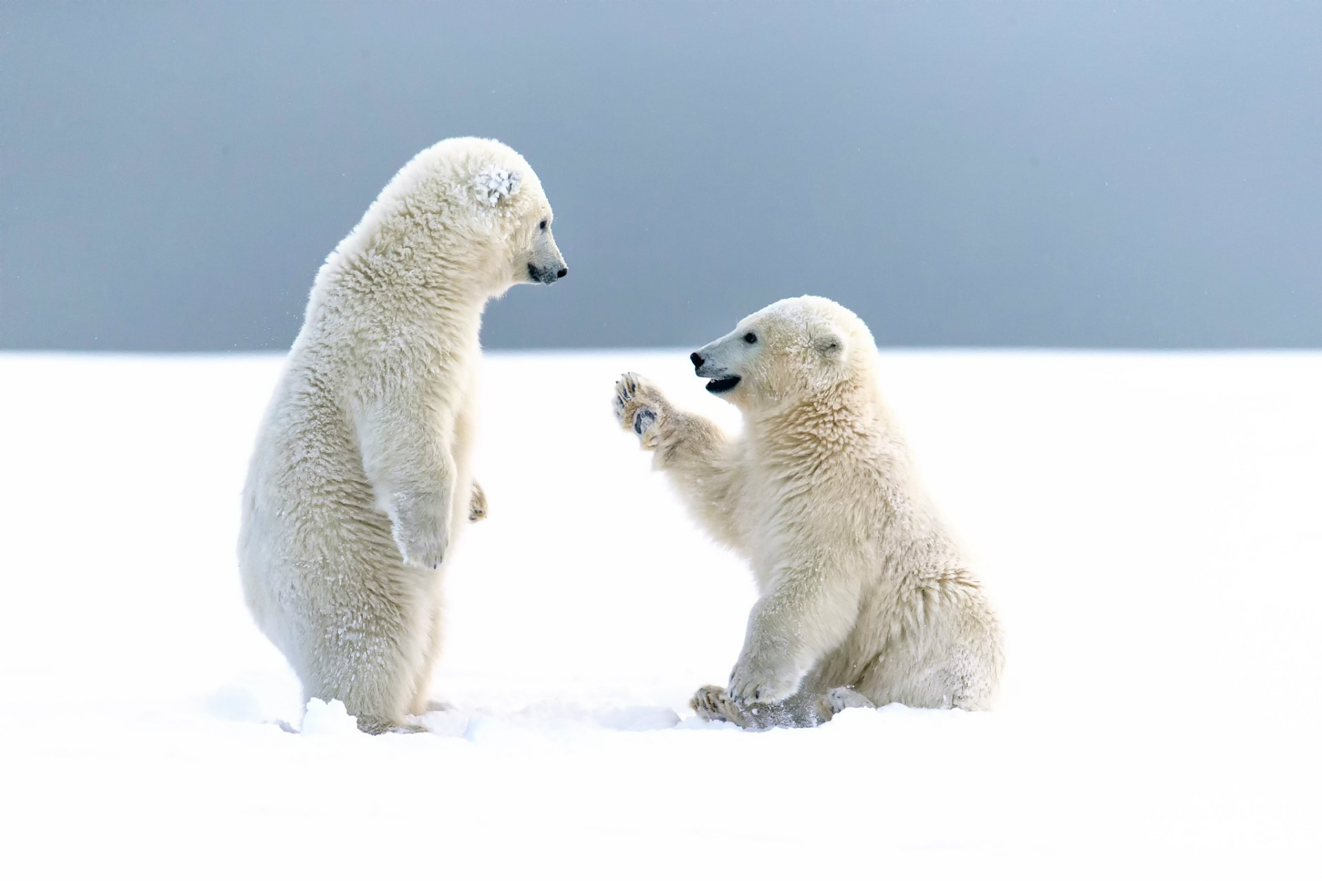 Baby Polar Bear - HD Wallpaper 