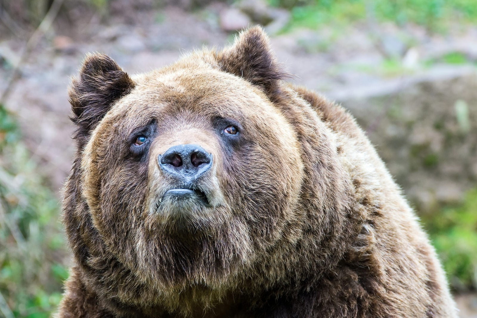 Sad Grizzly Bear - HD Wallpaper 
