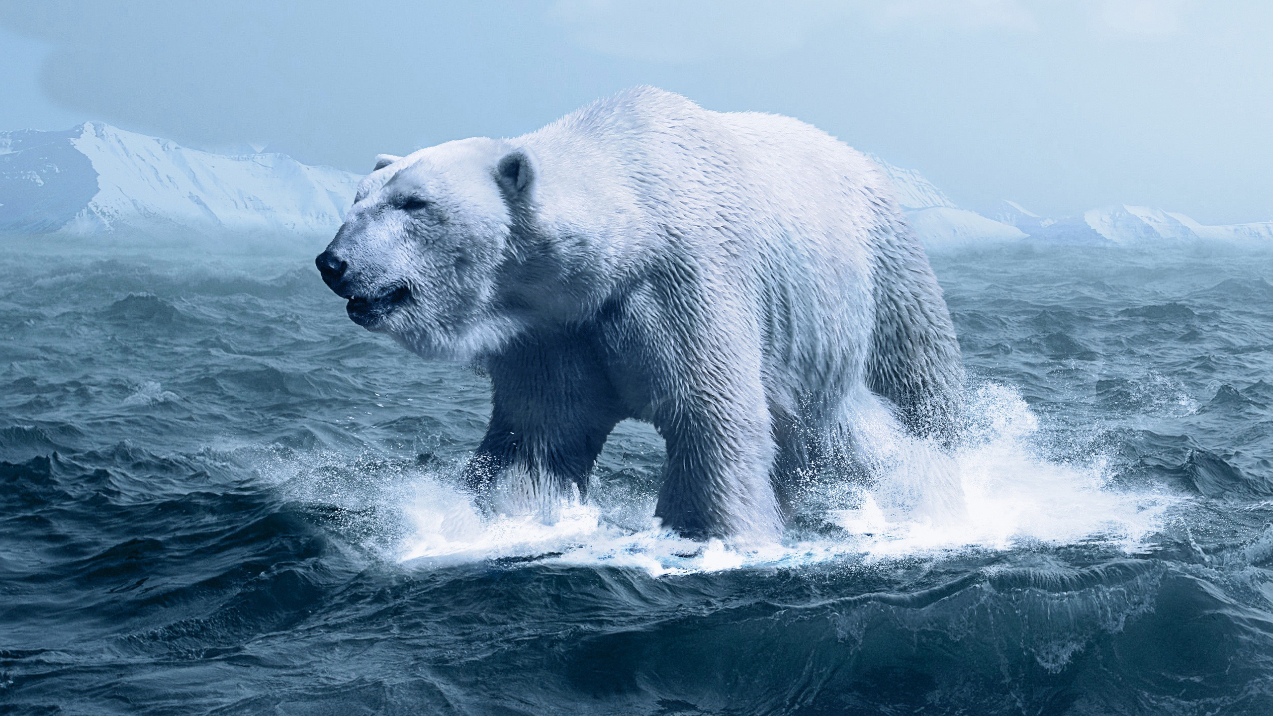 Polar Bear Wallpapers - Polar Bear - HD Wallpaper 