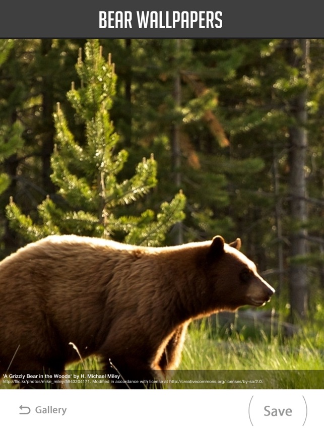 Grizzly Bear - HD Wallpaper 