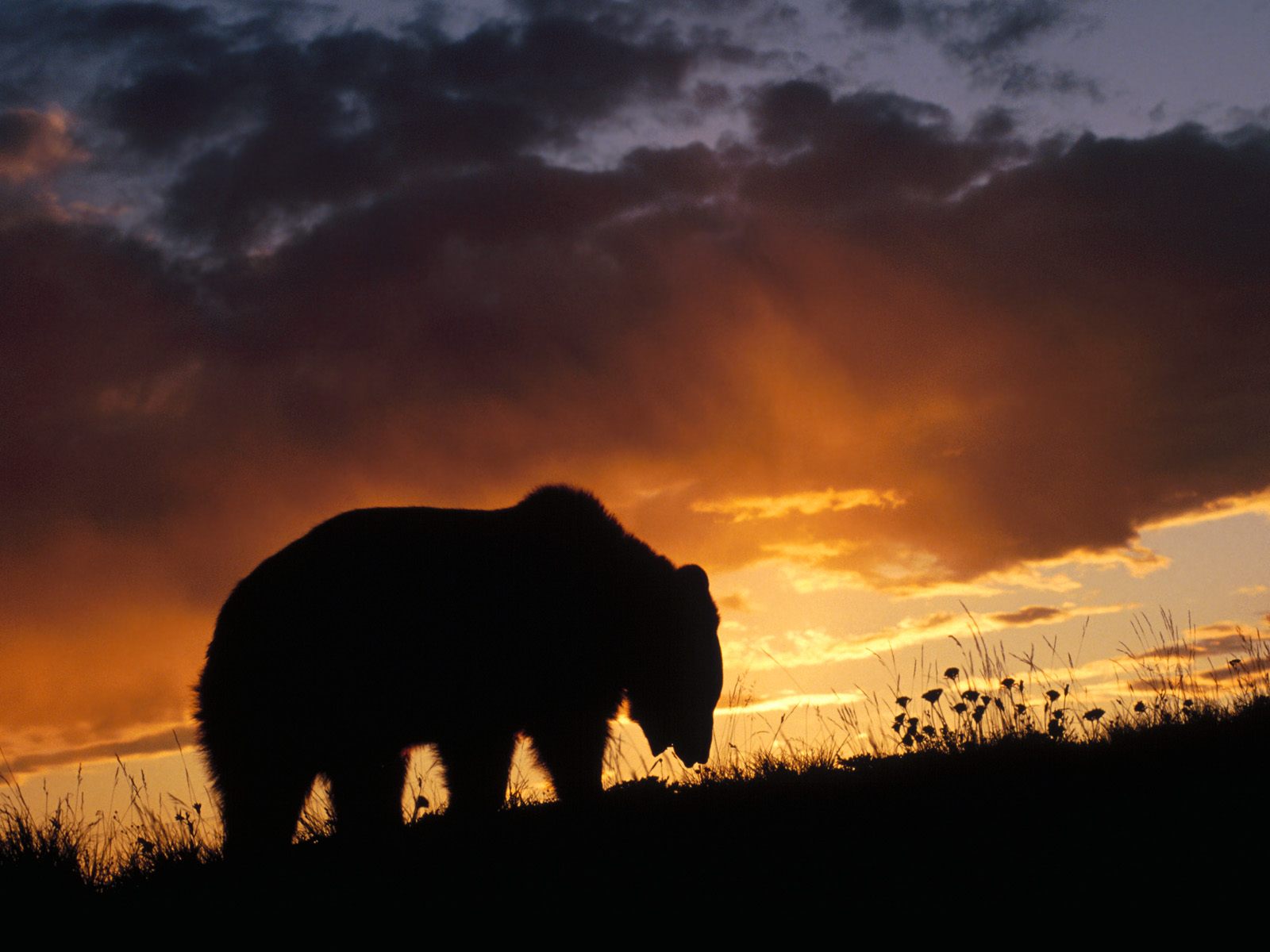 Preview Pictures Of Grizzly Bears - HD Wallpaper 