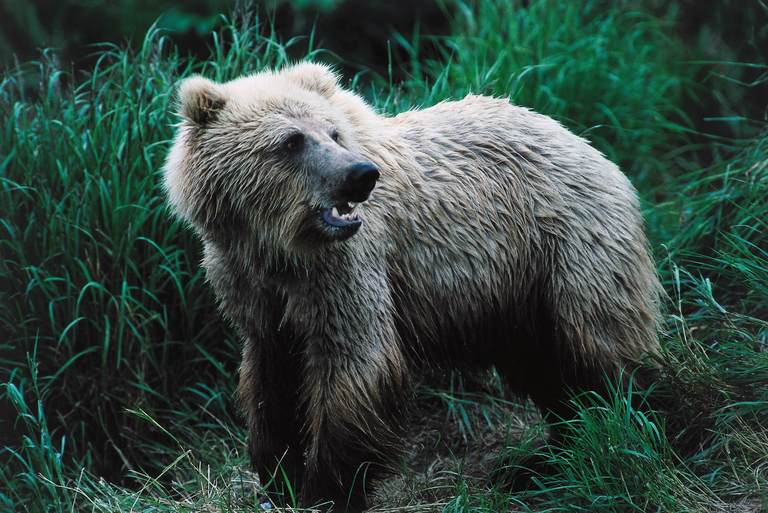 Grizzly Bear Wallpaper For Laptop - Grizzly Bear - HD Wallpaper 