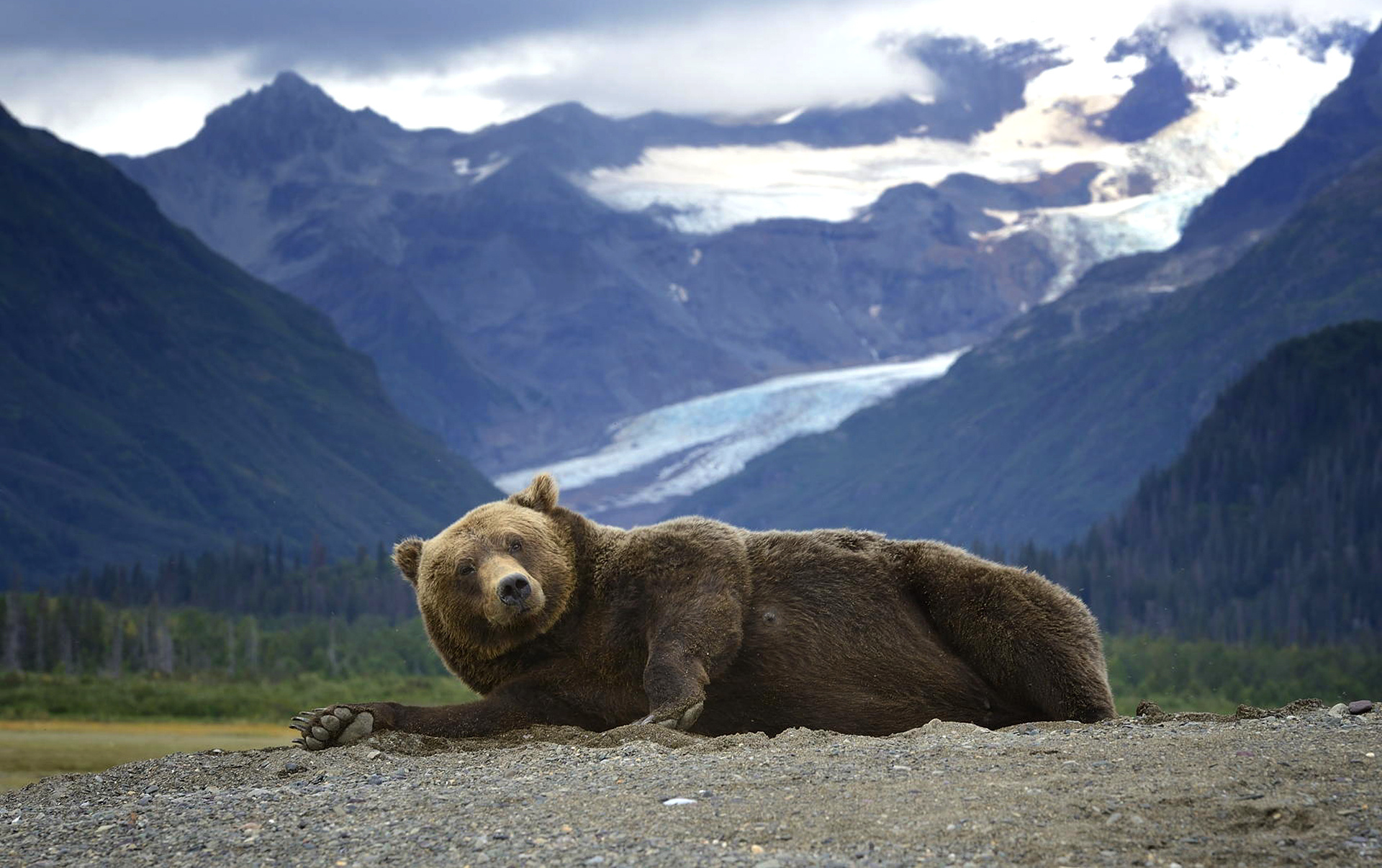 Alaska Bear - HD Wallpaper 