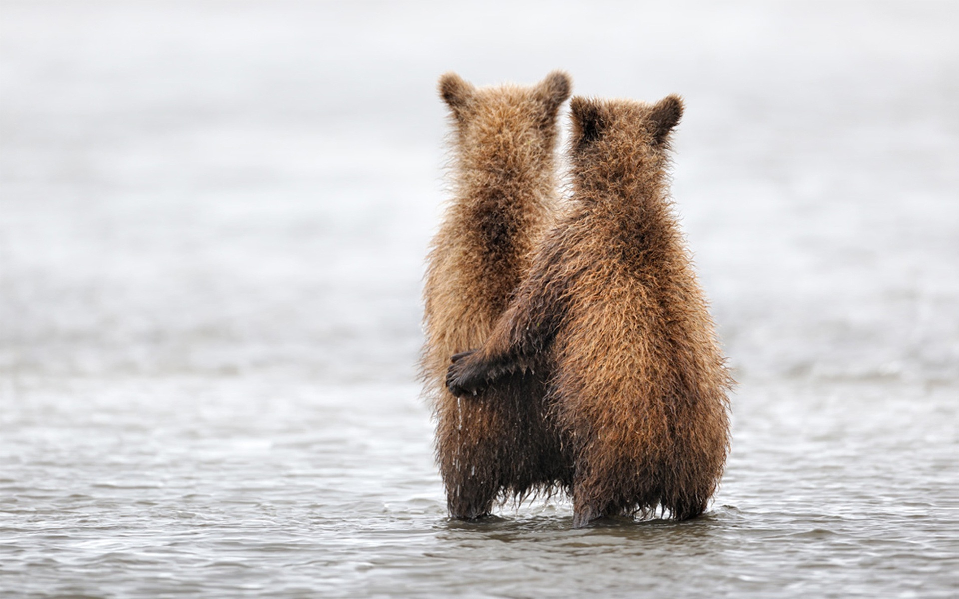 Beautiful Images Animals Hugging - 1920x1200 Wallpaper Beautiful Images Animals Hugging - 1920x1200 Wallpaper