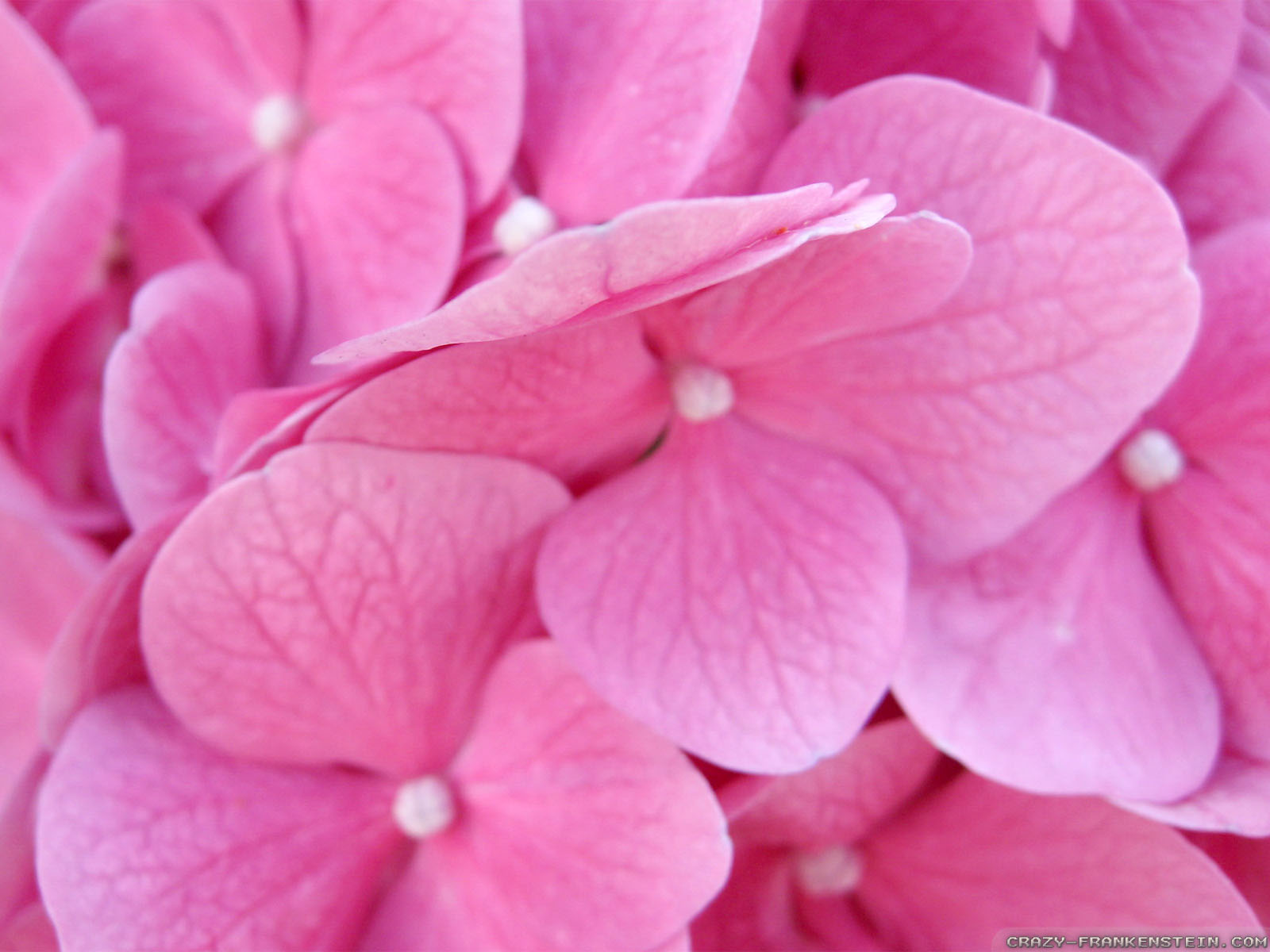 Pink Flowers - HD Wallpaper 
