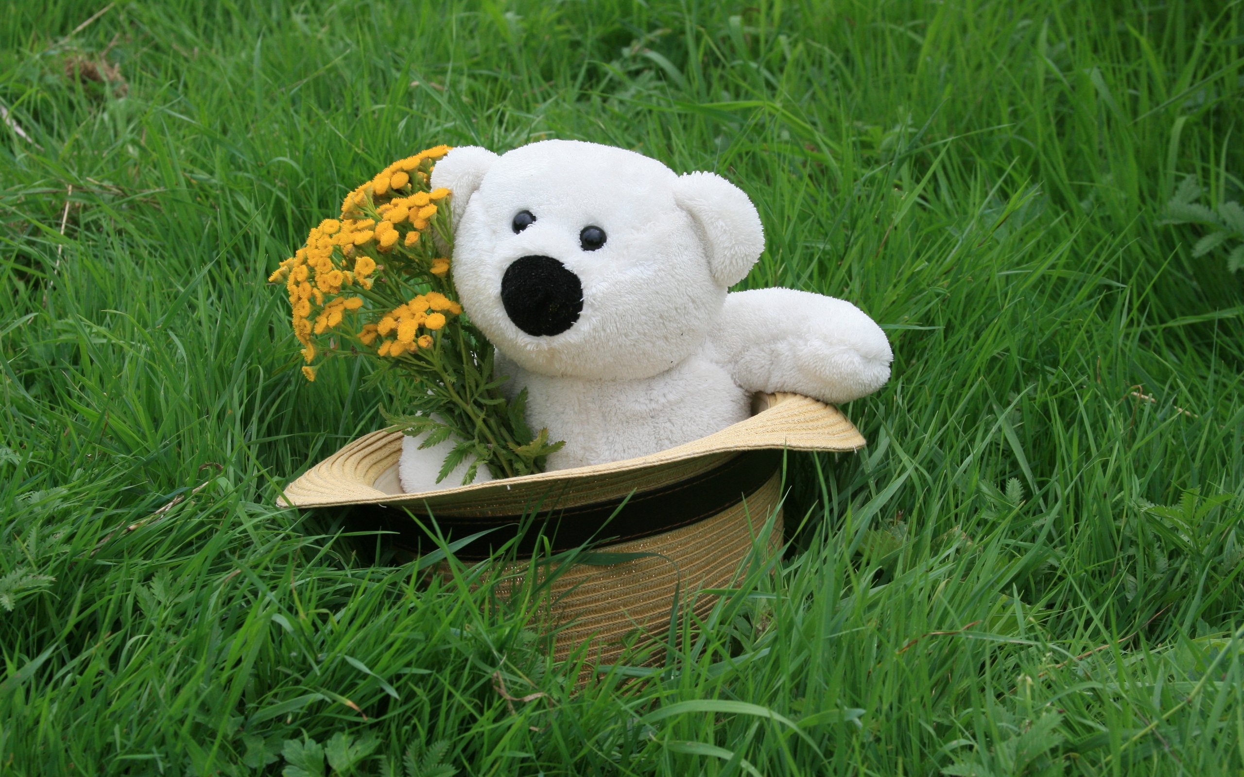 Teddy Bear Hd Photos - HD Wallpaper 