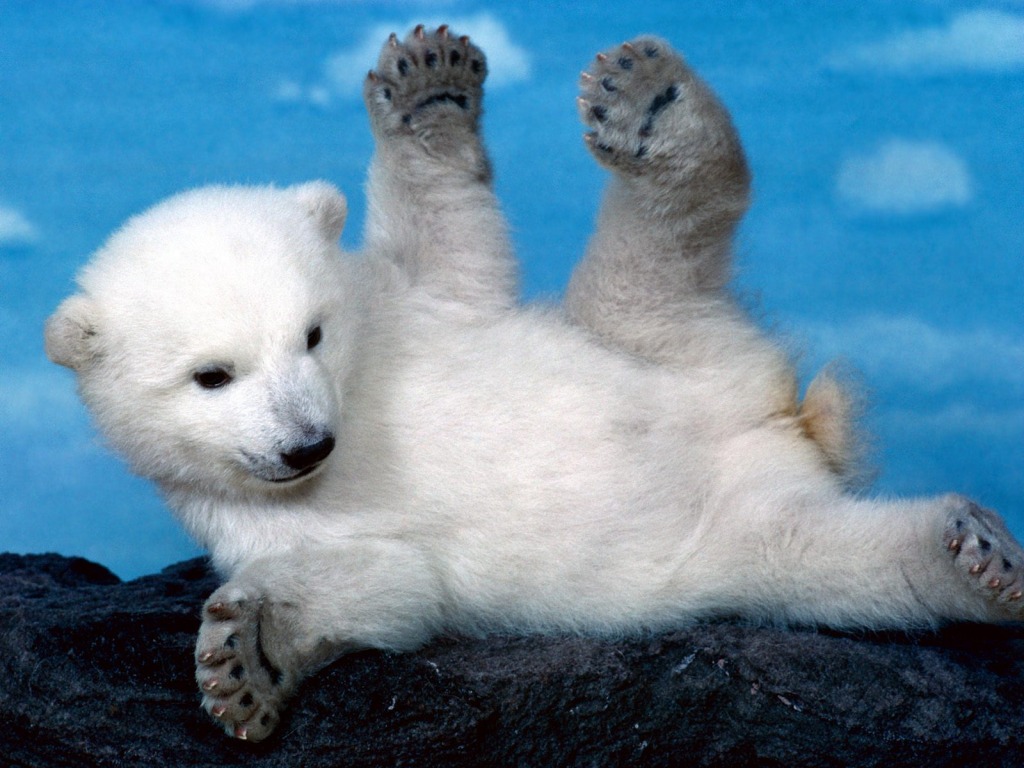 Funny Baby Polar Bear - HD Wallpaper 
