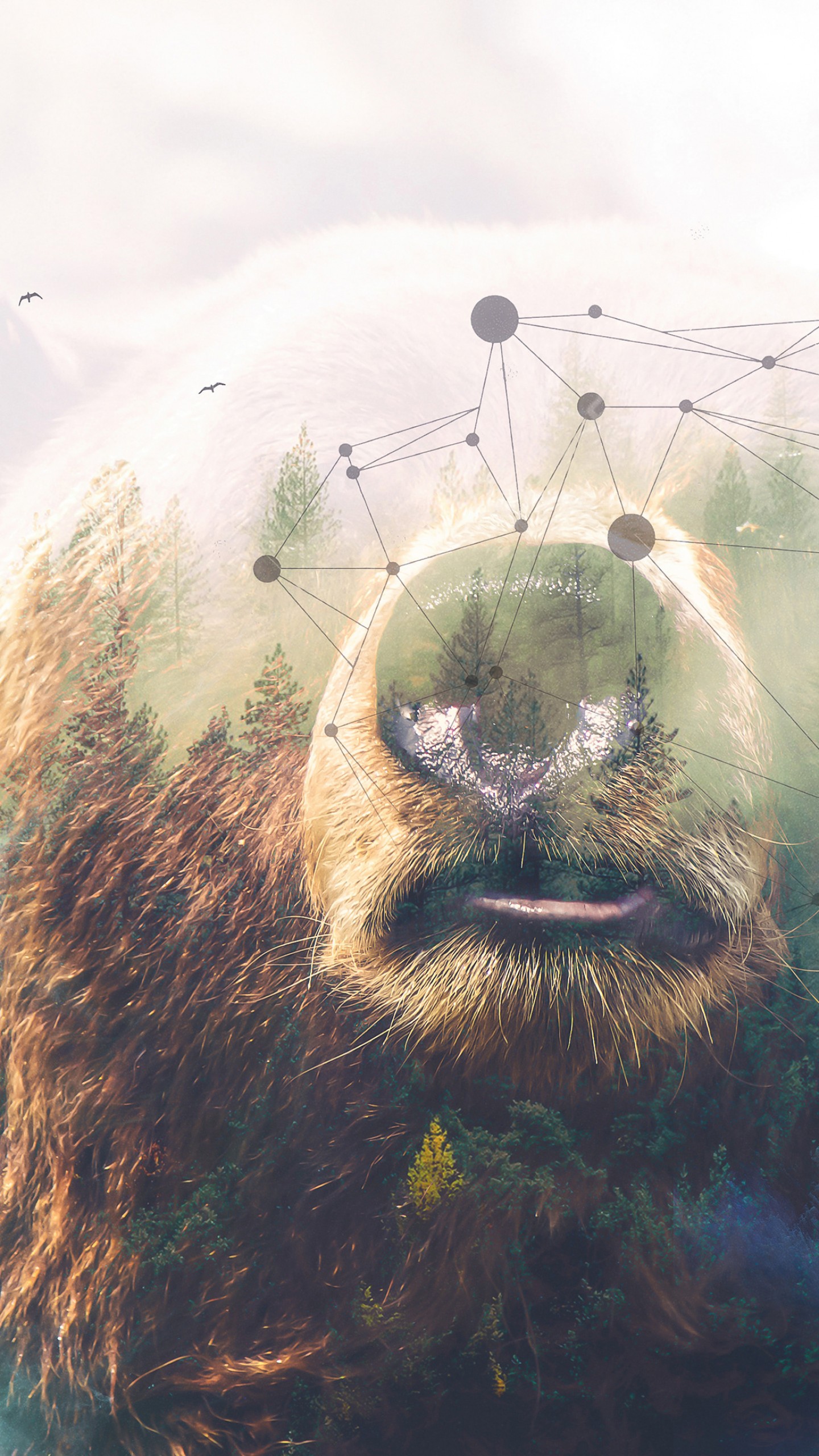 Frans Lanting Bear Photographs - HD Wallpaper 