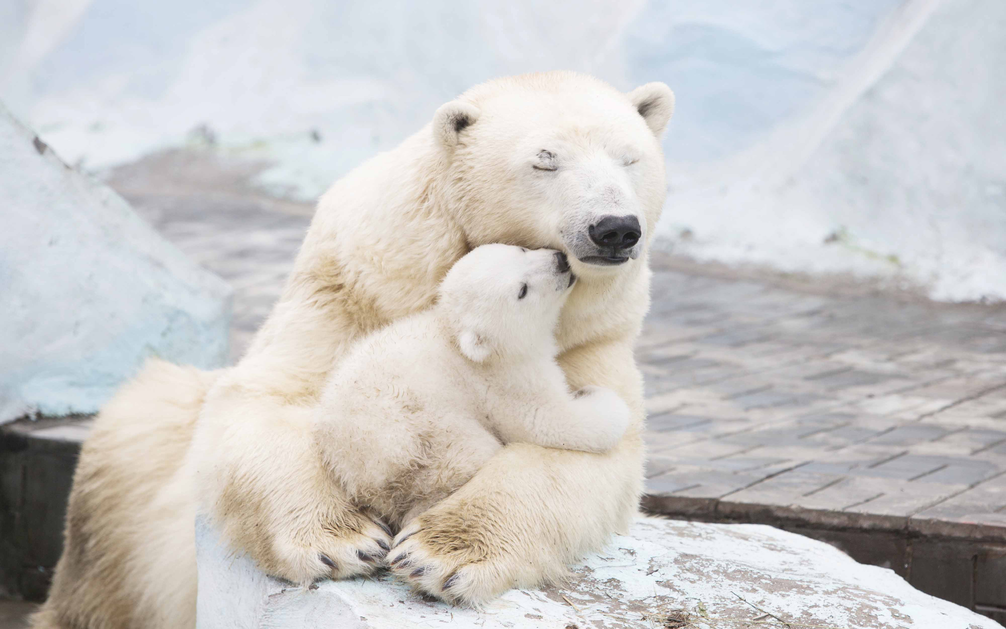 Polar Bear Cute Love Animal Bear Cub Wallpaper - Polar Bear Hugging Cub - HD Wallpaper 