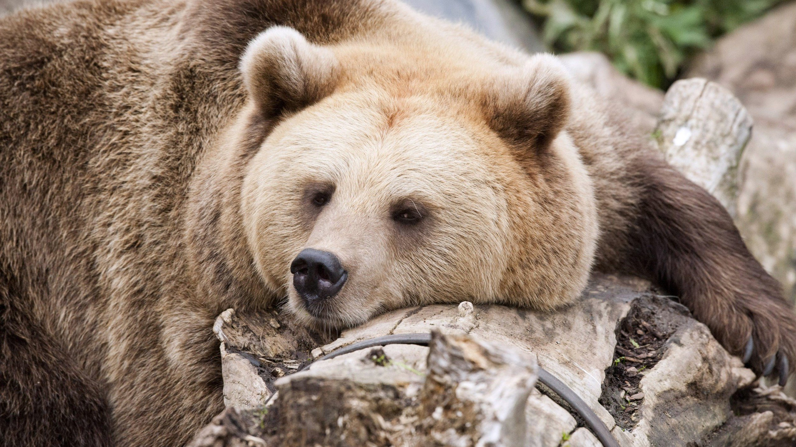 Bear Wallpaper - Baby Animal Memes Clean - HD Wallpaper 