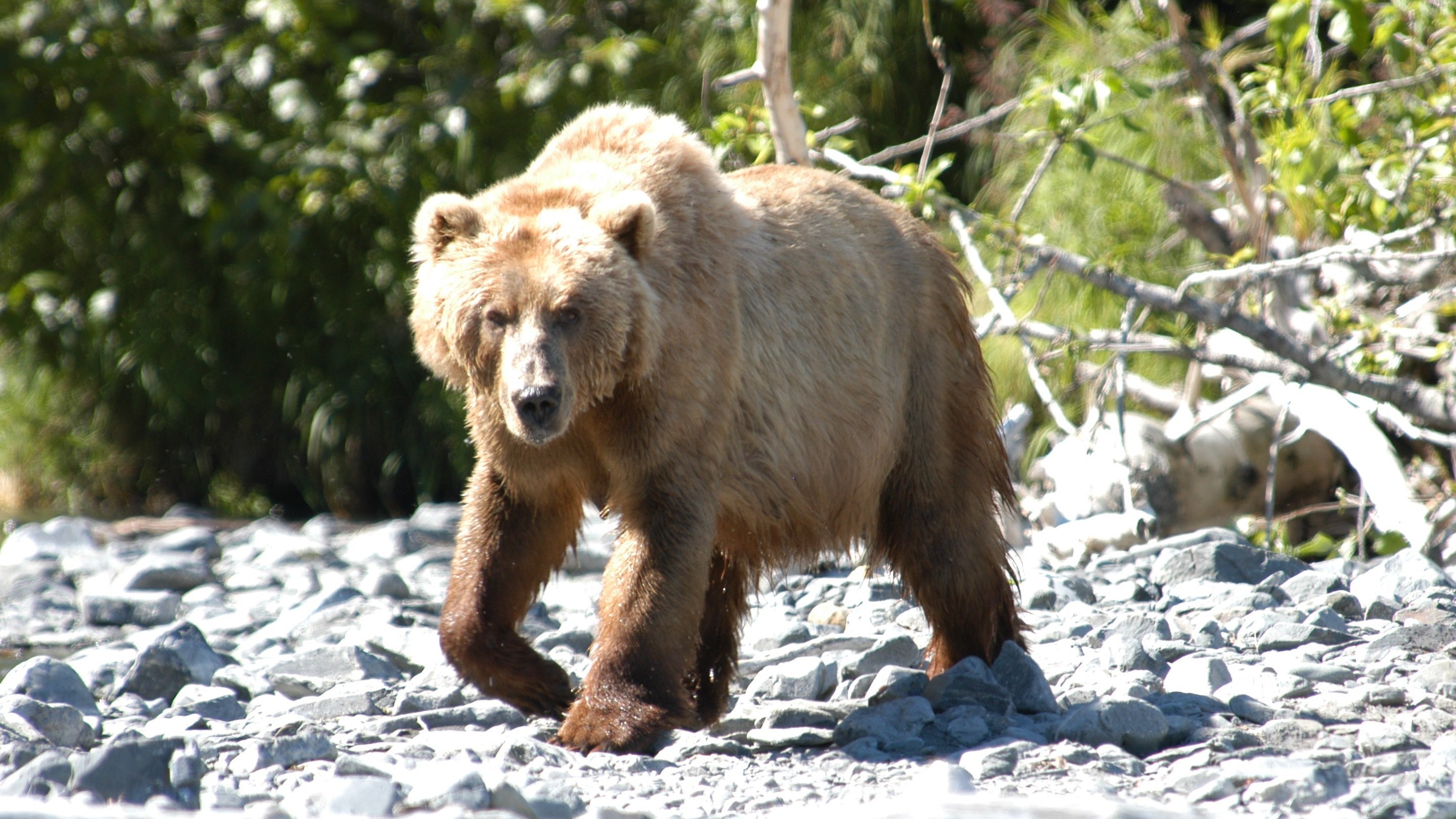 Brown Animal Bear Wallpaper - Grizzly Bear - HD Wallpaper 