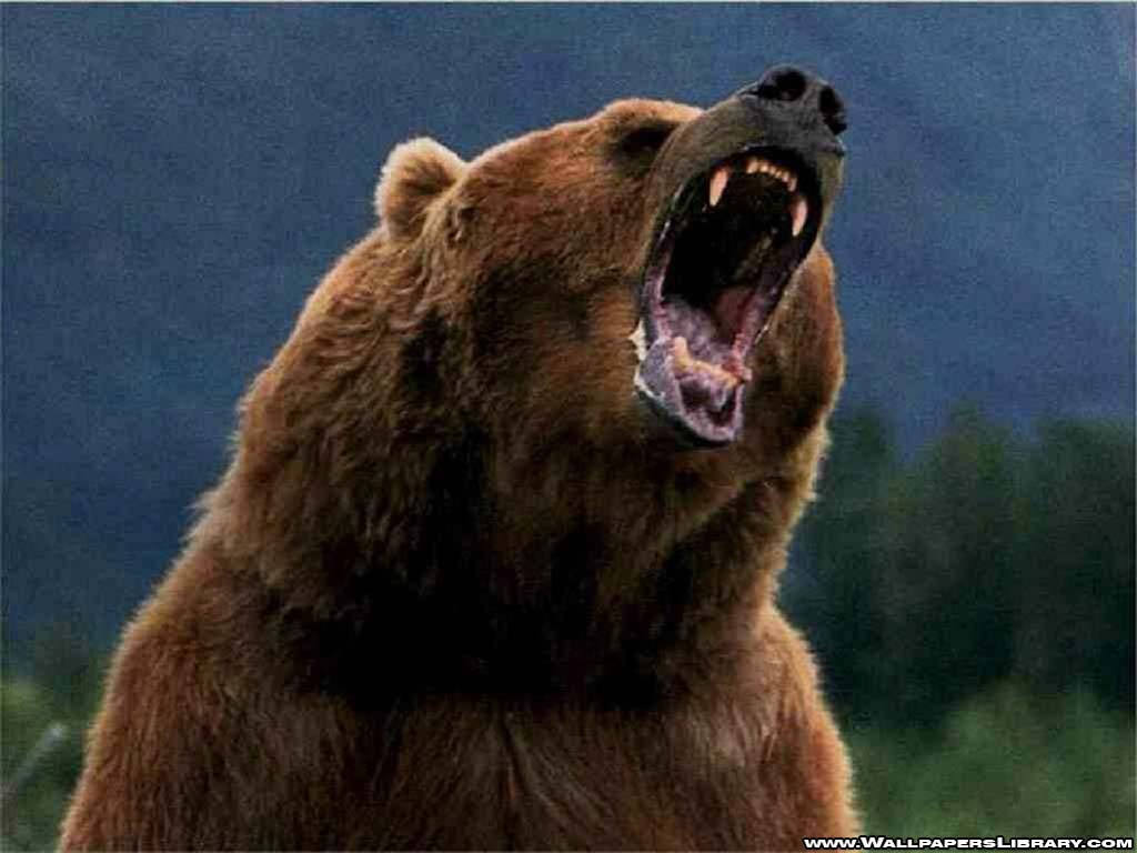 Bears Images Bear Wallpaper Hd Wallpaper And Background - Angry Roaring Grizzly Bear - HD Wallpaper 