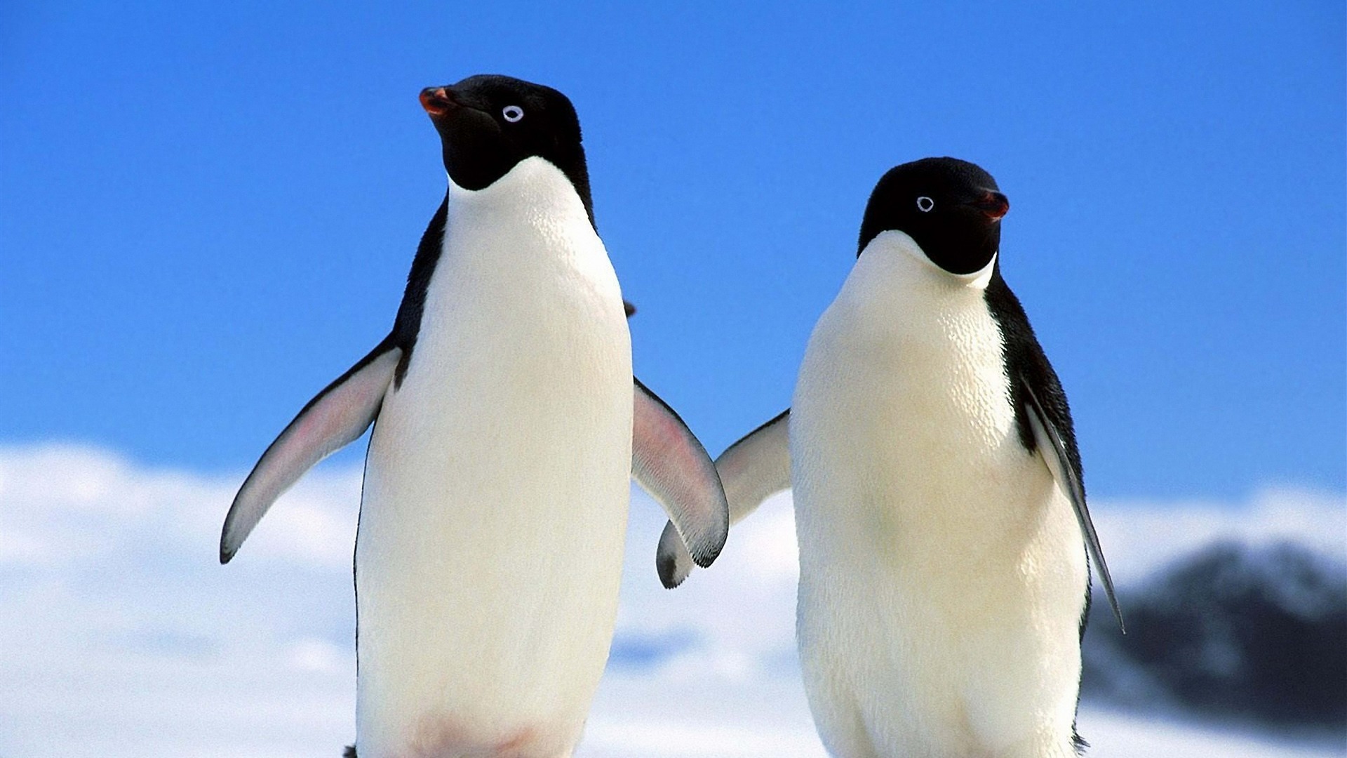 Winter Animal Wallpapers High Quality Resolution For - Winter Animal - HD Wallpaper 