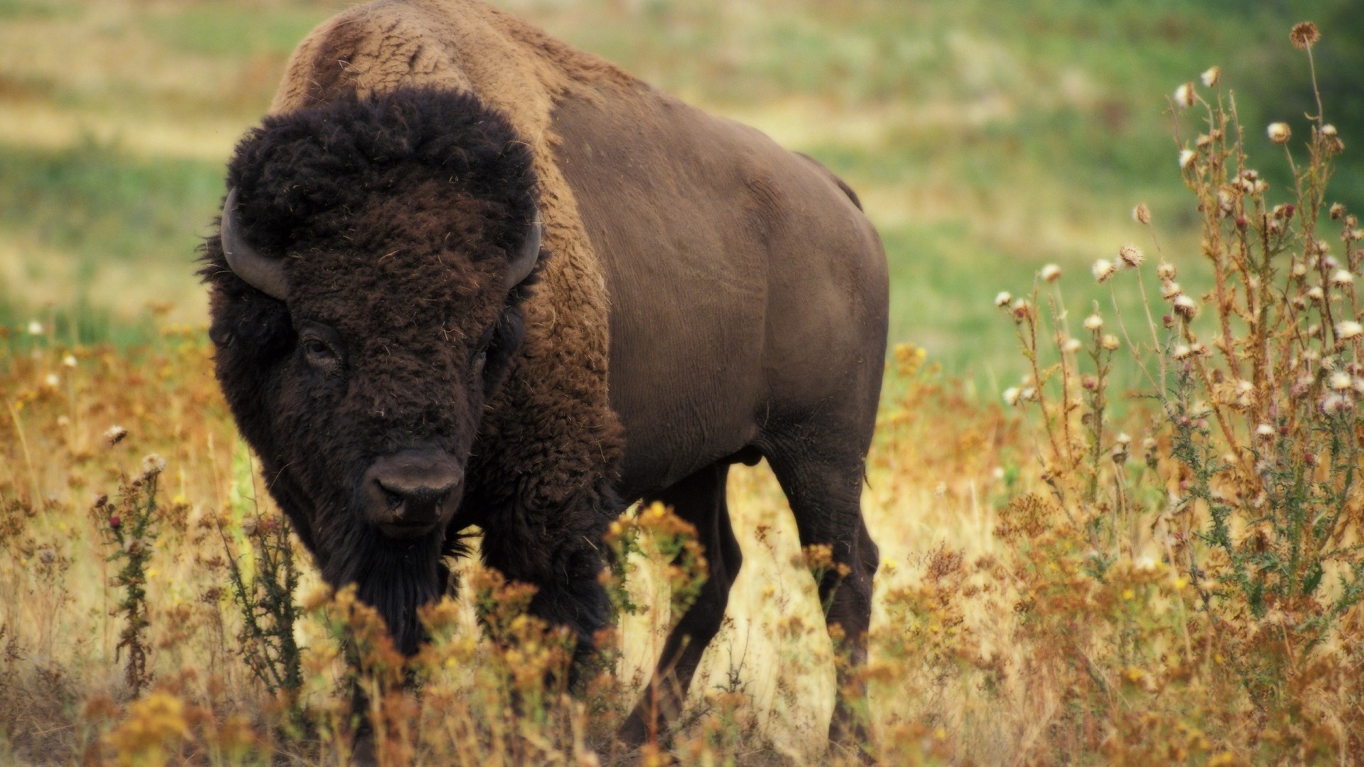 American Bison - HD Wallpaper 
