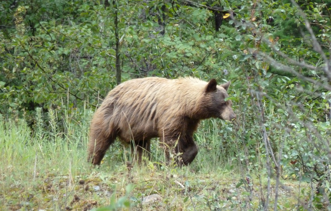 Photo Wallpaper Alberta, Canada, Grizzly Bear, Waterton, - Grizzly Bear - HD Wallpaper 