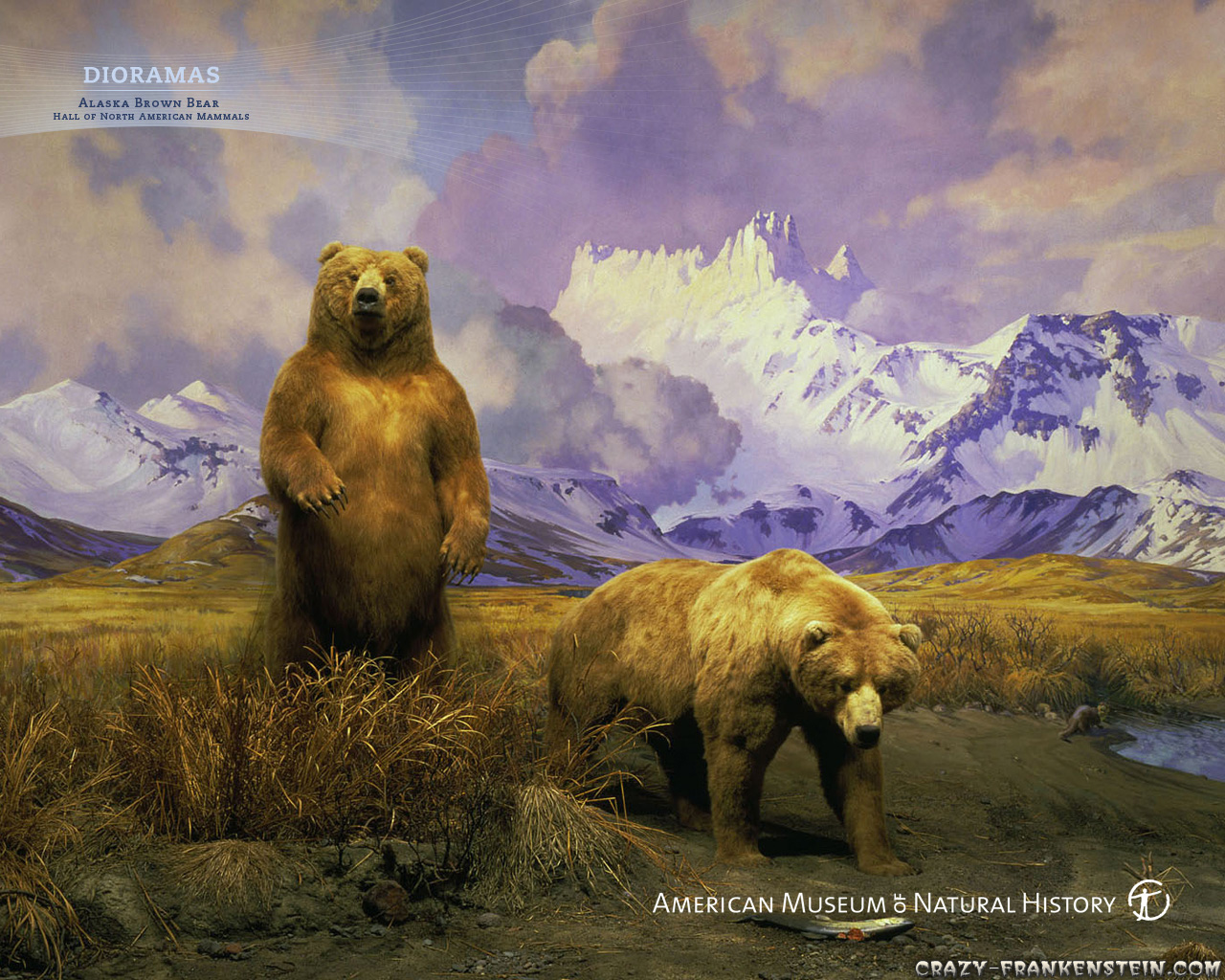 American Museum Of Natural History - HD Wallpaper 
