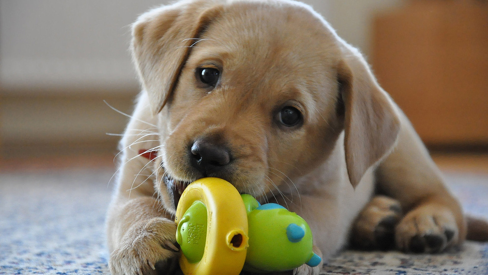 Dog Playing With Toy - HD Wallpaper 