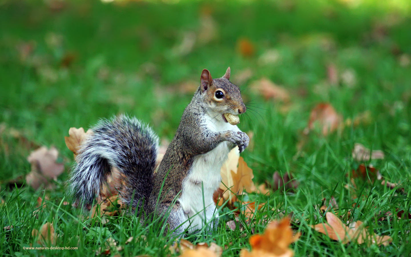 Animals Animal Hd 218925 Wallpaper Wallpaper - Animals In Hd Download - HD Wallpaper 