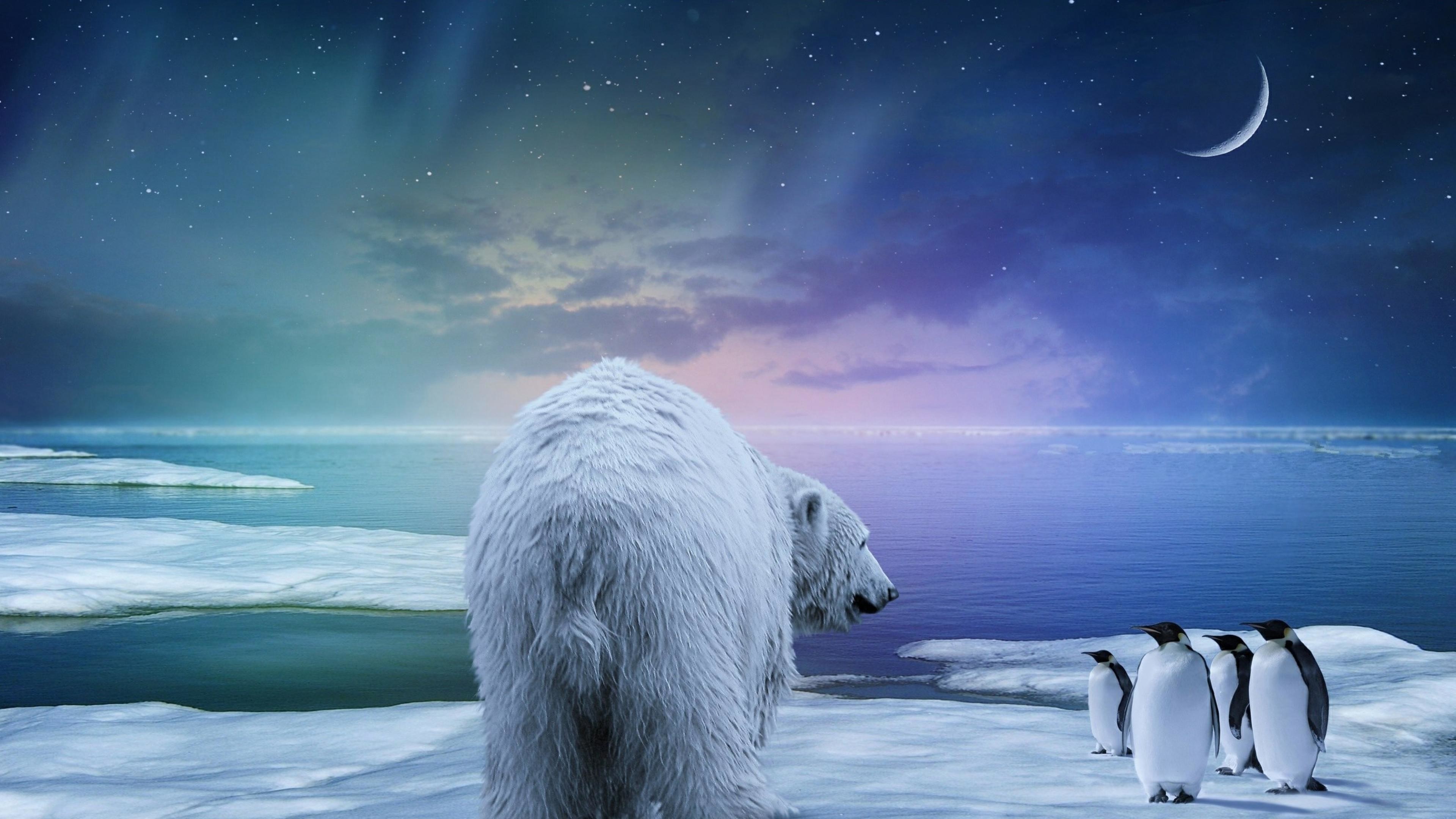 Polar Bear Wallpaper Hd - Northern Lights Polar Bear - 3840x2160