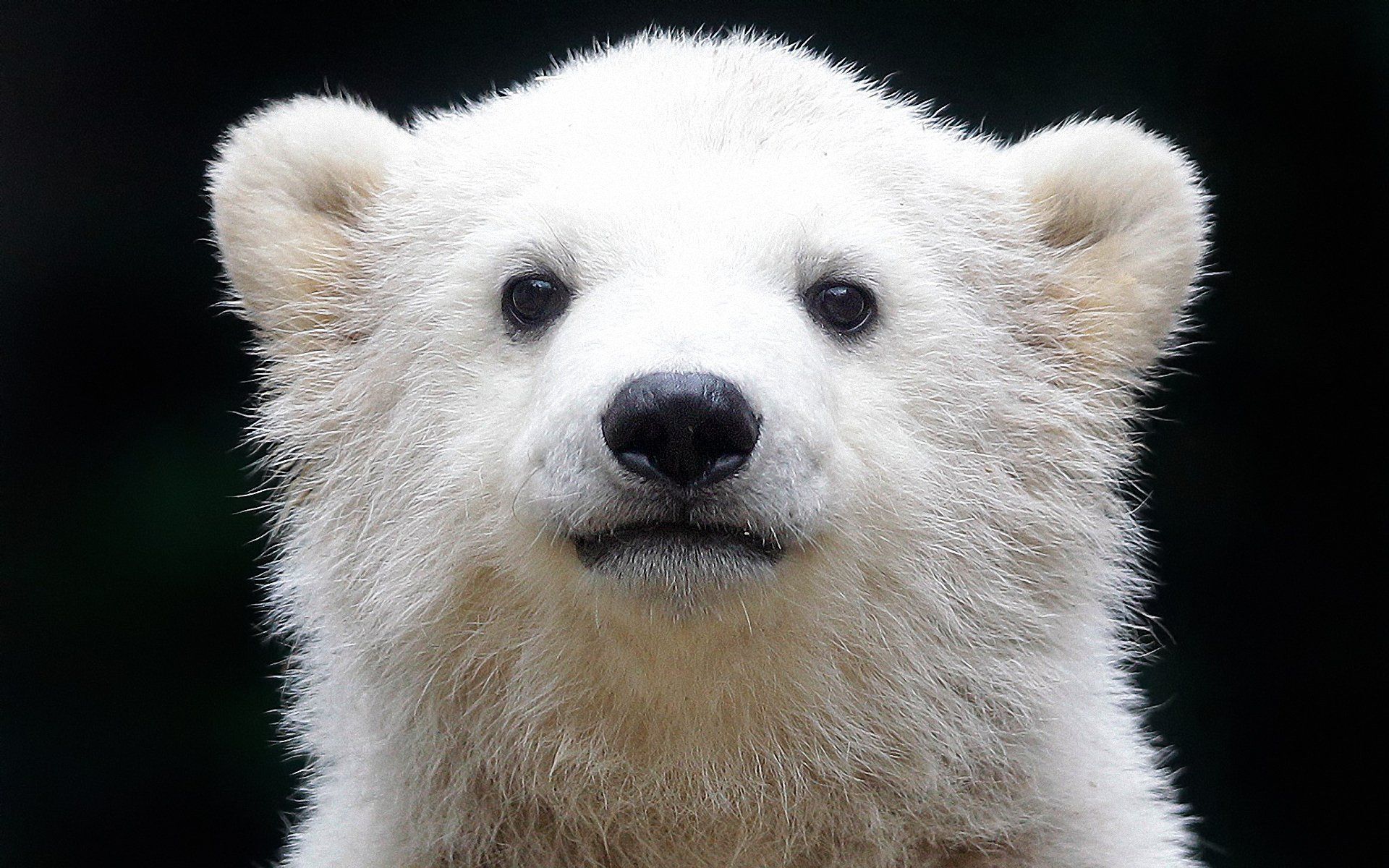 Close Up Polar Bear - HD Wallpaper 