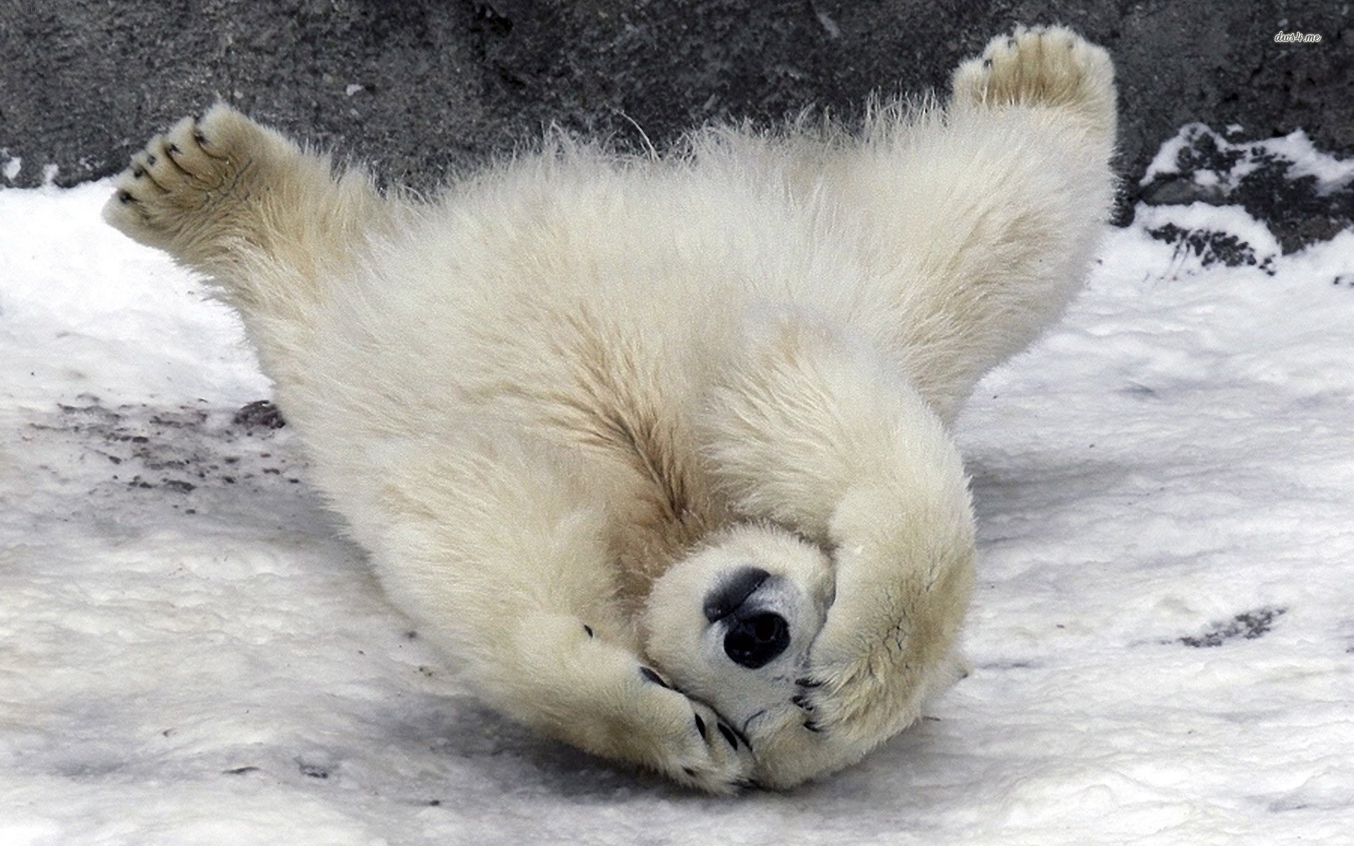 Polar Bear Playing In Snowing Wallpaper - Baby Polar Bear - HD Wallpaper 