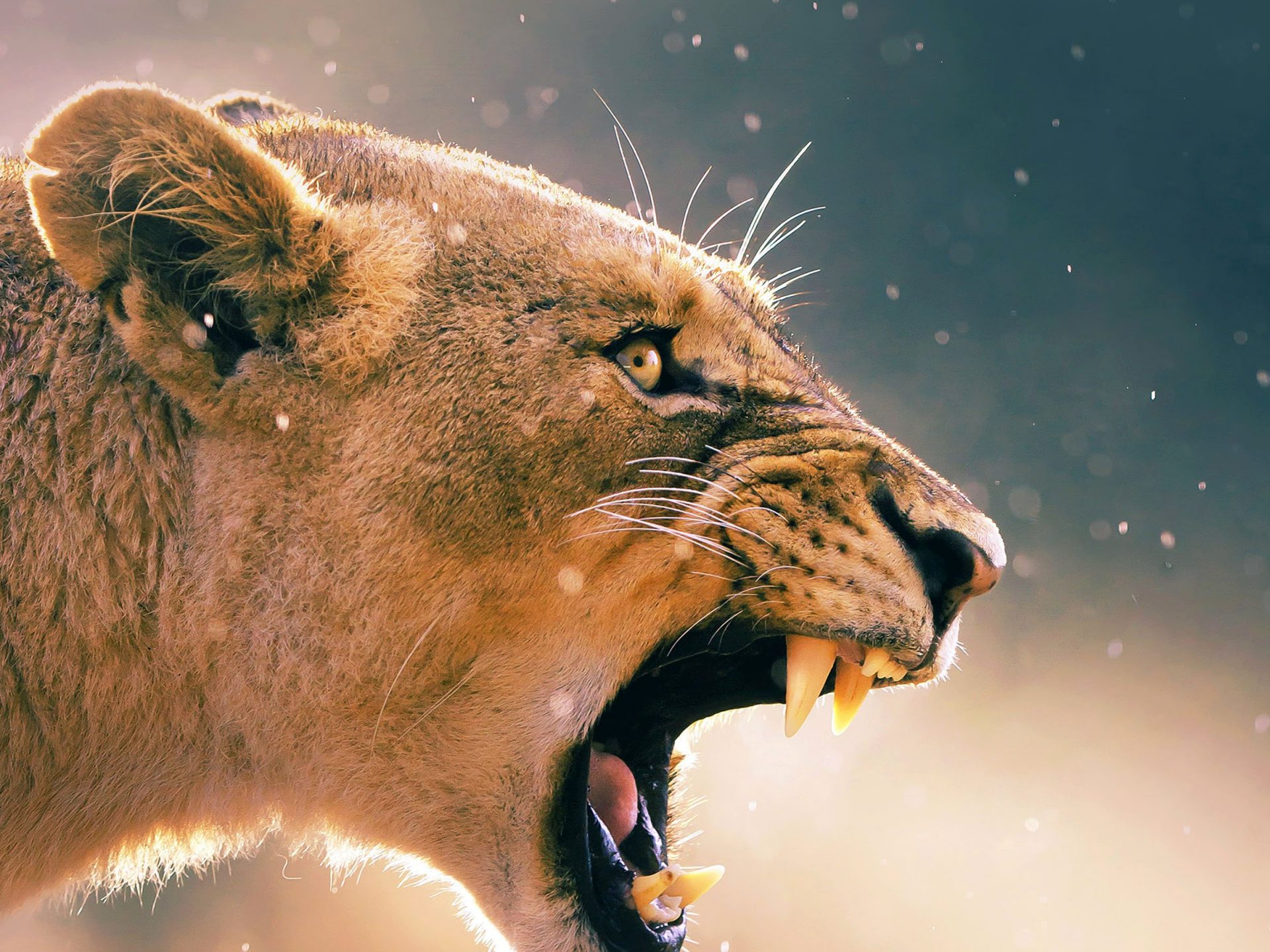Female Lion Hd - HD Wallpaper 
