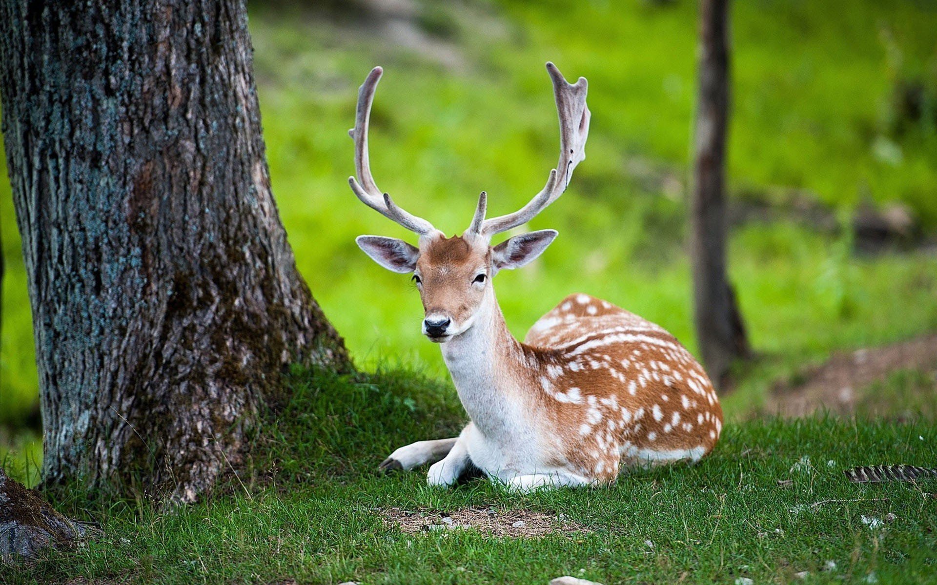 Deer Hd - HD Wallpaper 