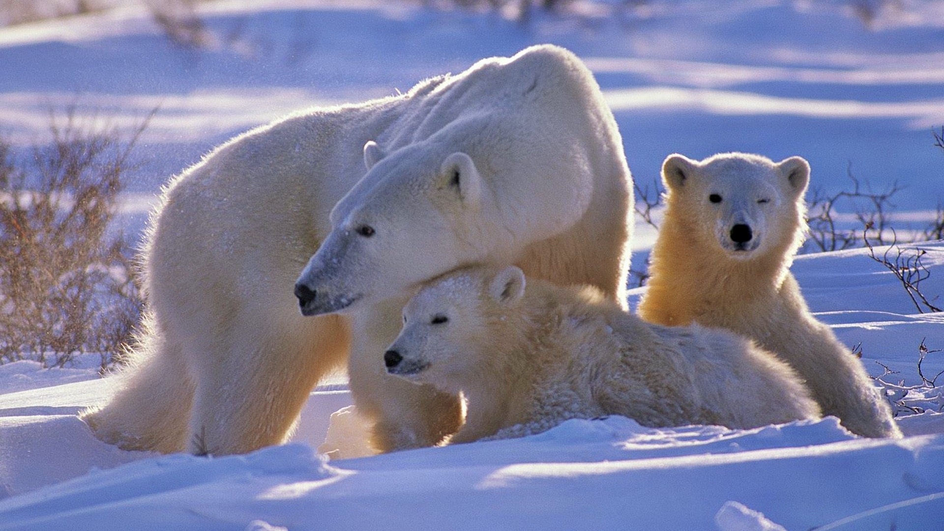 Wallpaper Polar Bear, Bear, Family, Babies, Snow, Walk - High Resolution Pictures Of Polar Bear - HD Wallpaper 