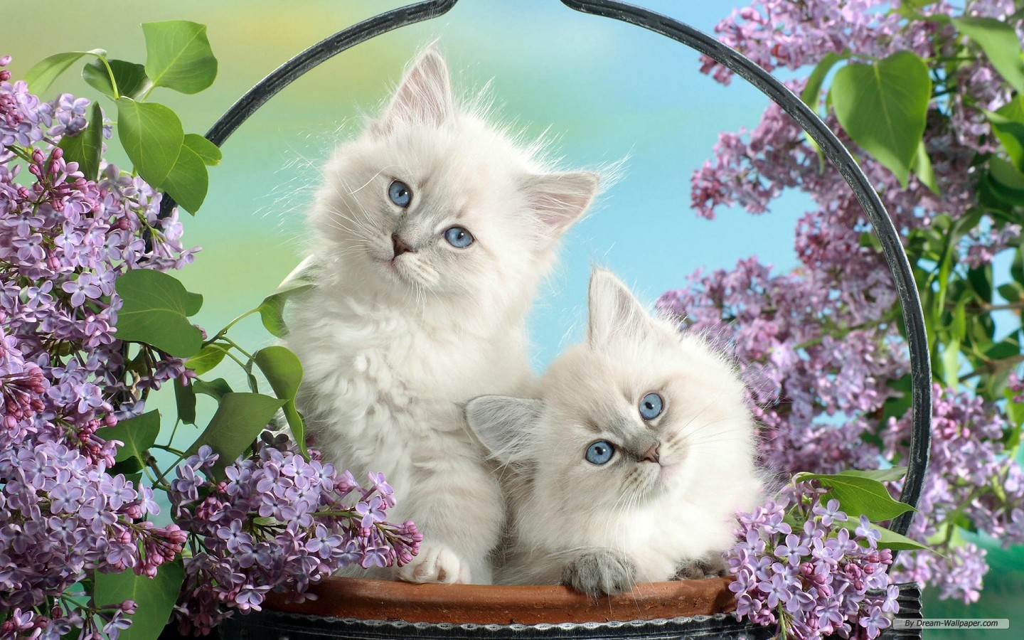 Cute Animal Wallpapers Free Download - Cute Cats Background - HD Wallpaper 