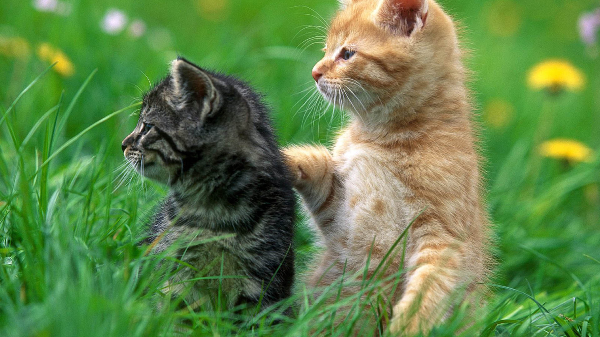 Animal Wallpaper Hd Desktop Free Download - Animal Wallpaper Hd Pc - 1920x1080 Wallpaper Animal Wallpaper Hd Desktop Free Download - Animal Wallpaper Hd Pc - 1920x1080 Wallpaper