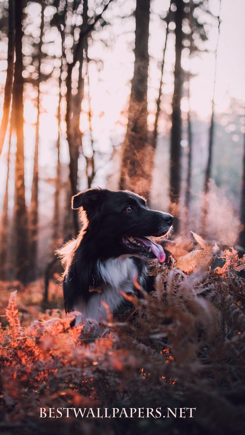 Zooming-background - Dog Wallpaper For Macbook - HD Wallpaper 