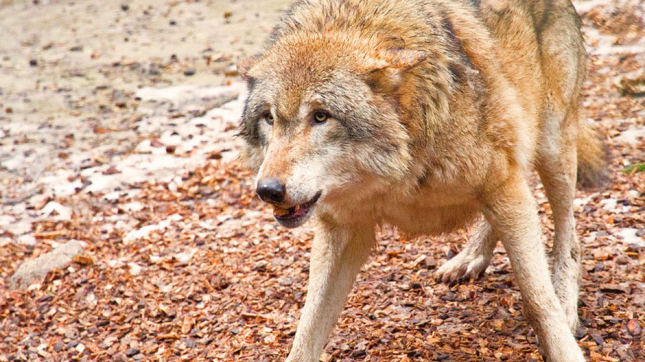 Wolfdog - HD Wallpaper 