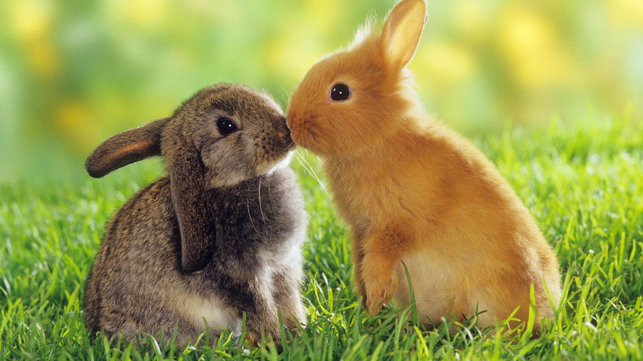Download Free Hd Cute Animal Free Wallpaper, Image - Cute Baby Rabbits - HD Wallpaper 