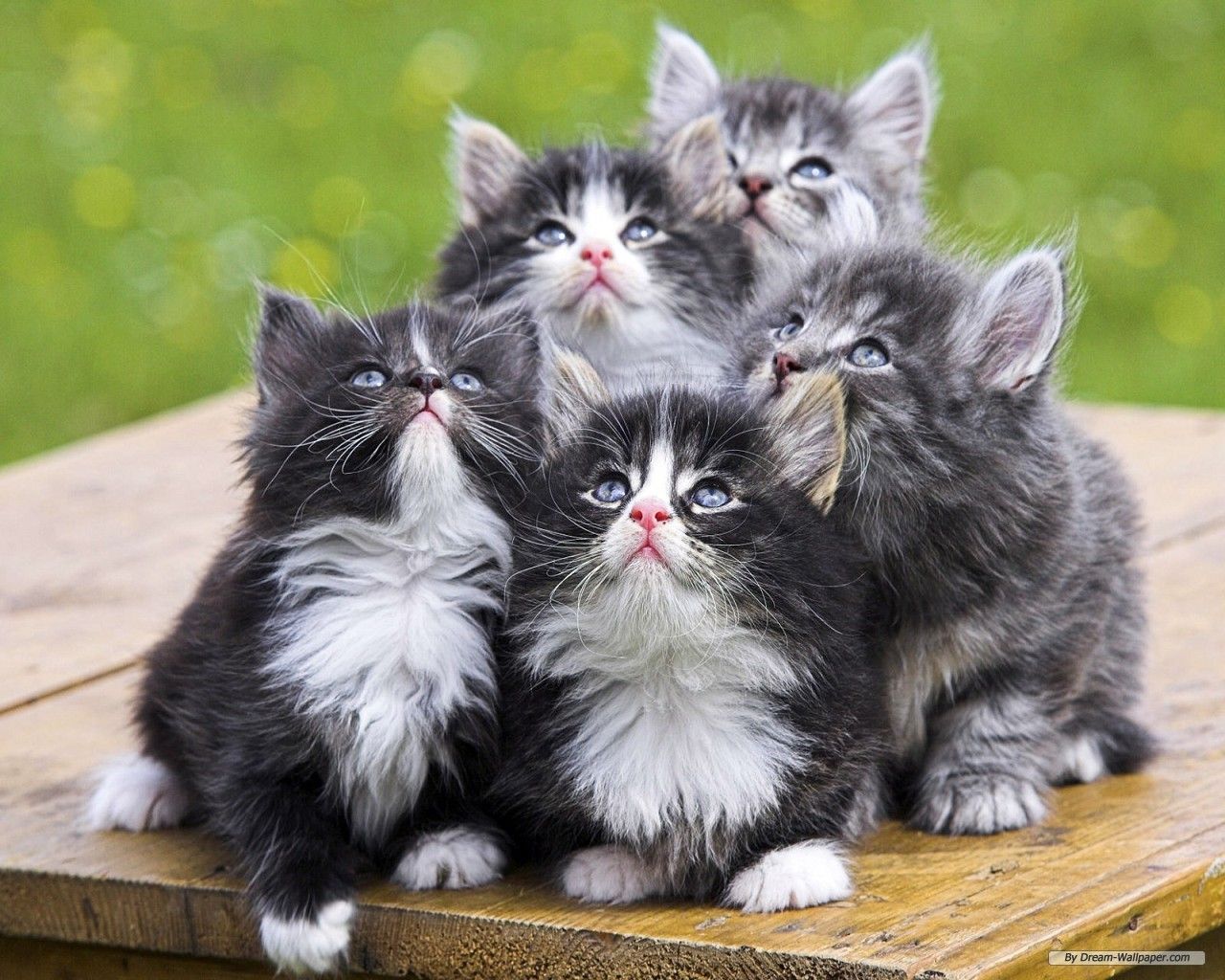 Free Animal Wallpapers Funny - Cute Animal Photos Free Download - 1280x1024 Wallpaper Free Animal Wallpapers Funny - Cute Animal Photos Free Download - 1280x1024 Wallpaper