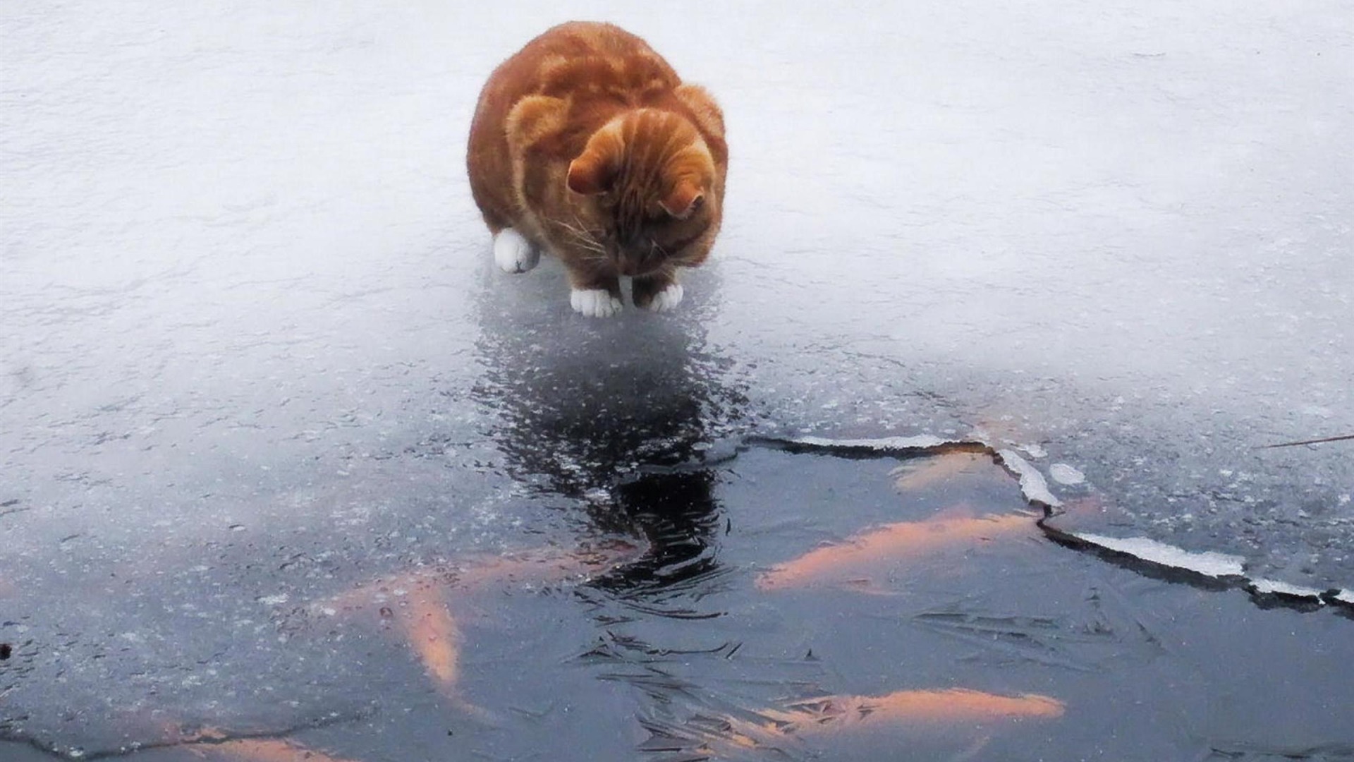 Winter Animal Wallpaper For Android Iphone - Animals In Winter Desktop - HD Wallpaper 