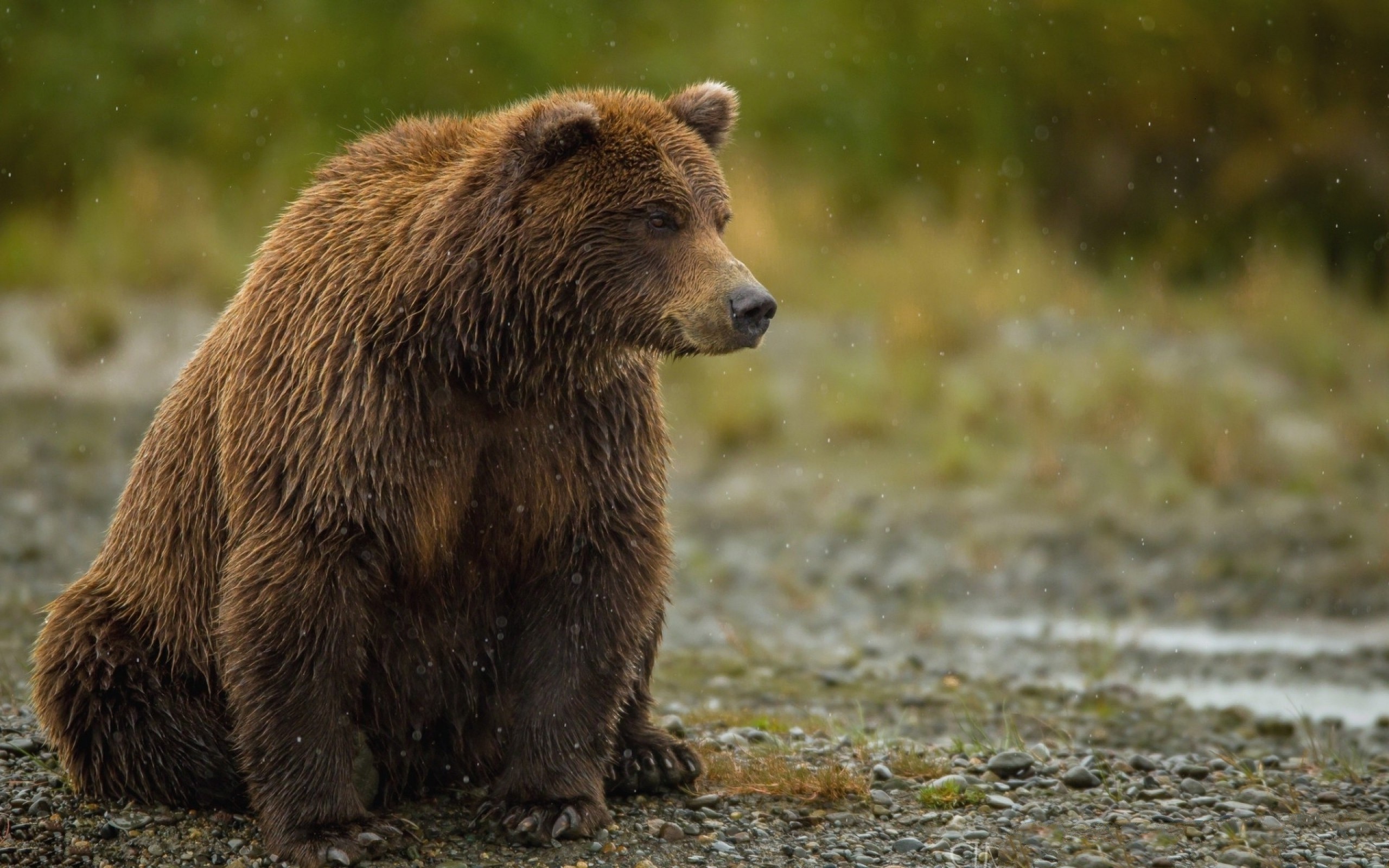 All Animals Hd - 2560x1600 Wallpaper All Animals Hd - 2560x1600 Wallpaper