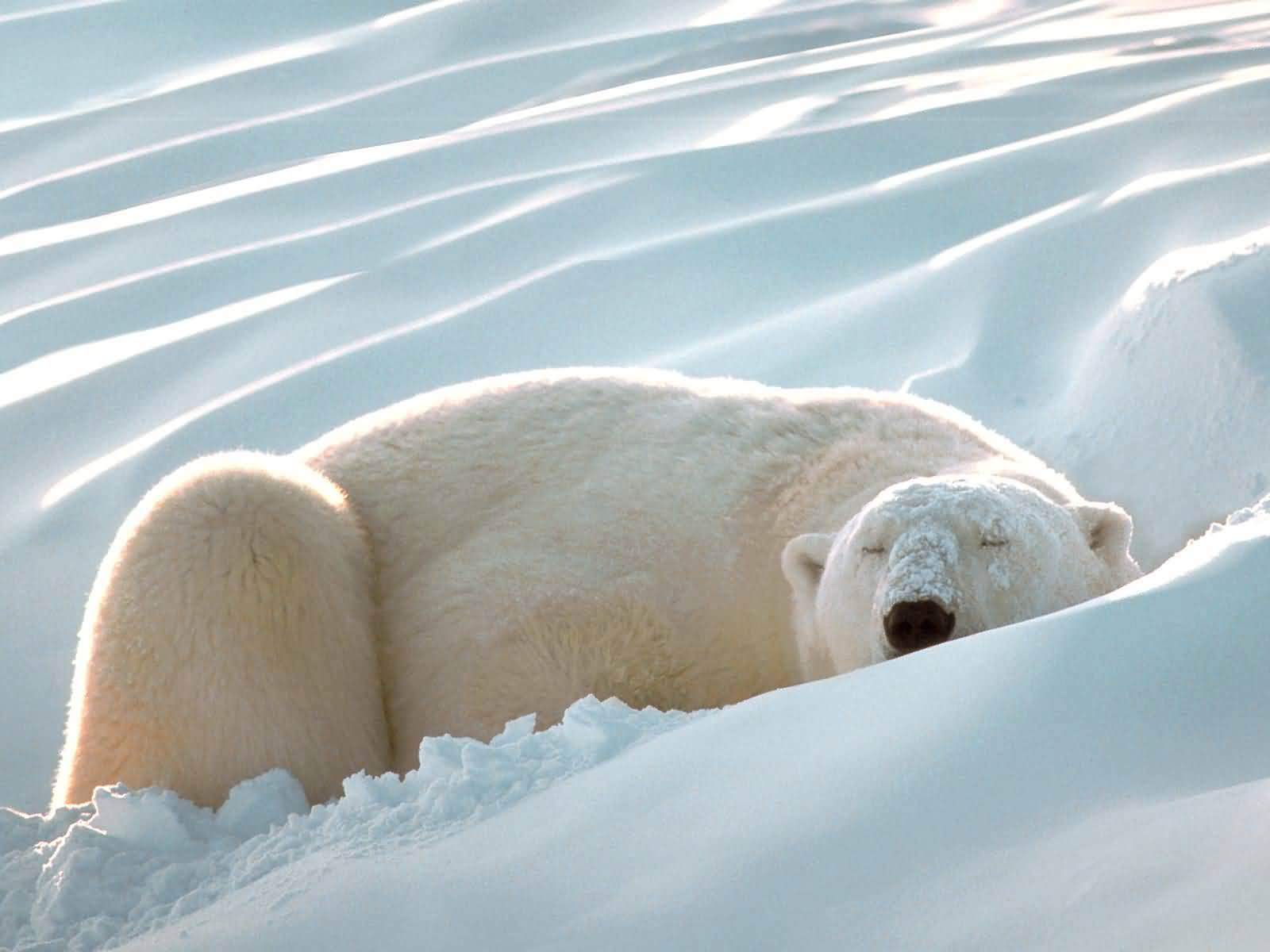 Free Polar Bear Wallpaper Wallpapers Download - Polar Bear Sleeping - HD Wallpaper 