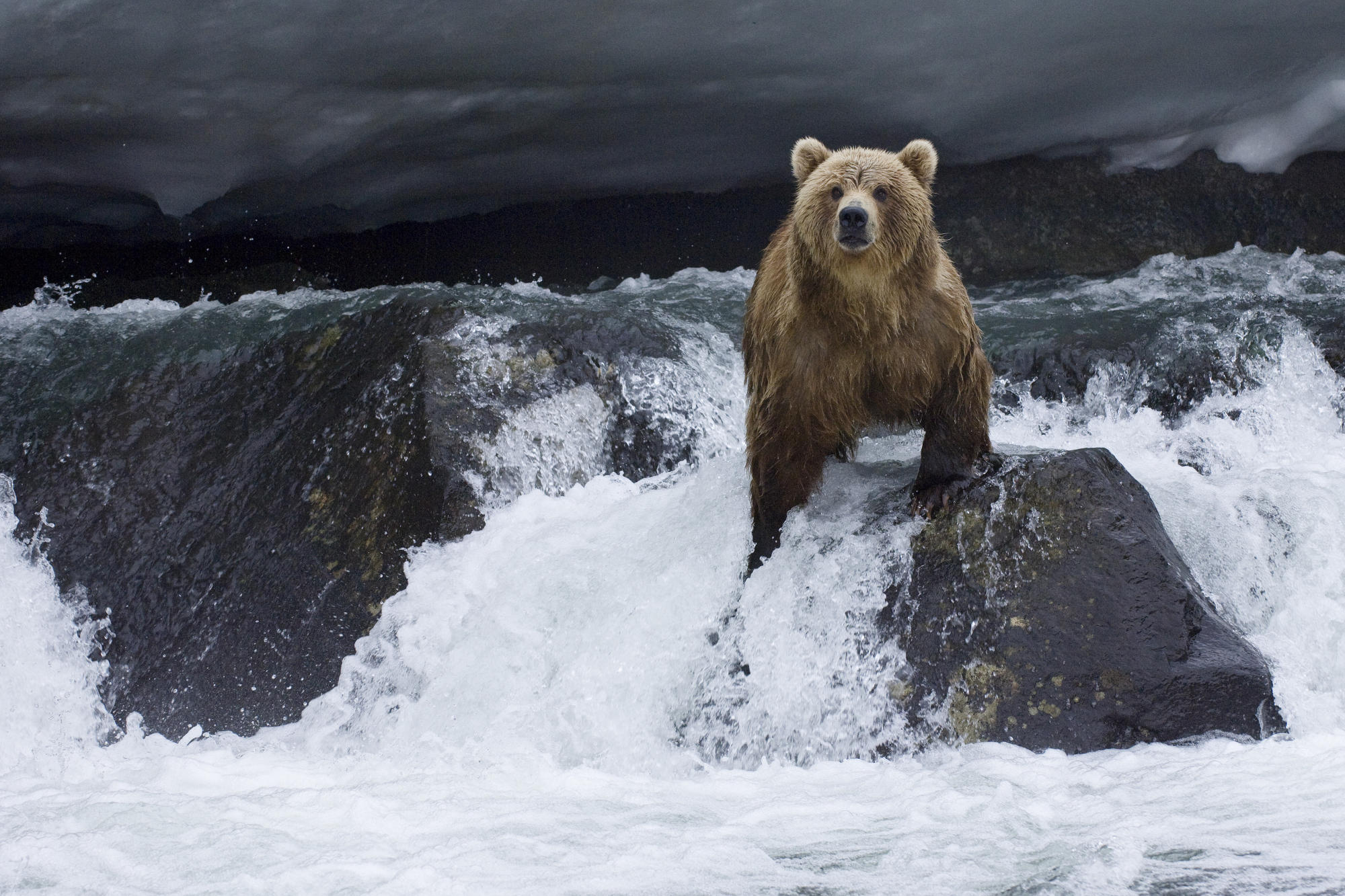 Bear Animal On Water And Stone Wallpaper Download Wallpaper - Grizzly Bear In Waterfall - HD Wallpaper 