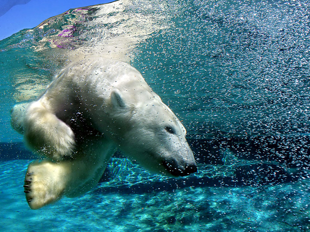 Polar Bear Hunting In Water - HD Wallpaper 