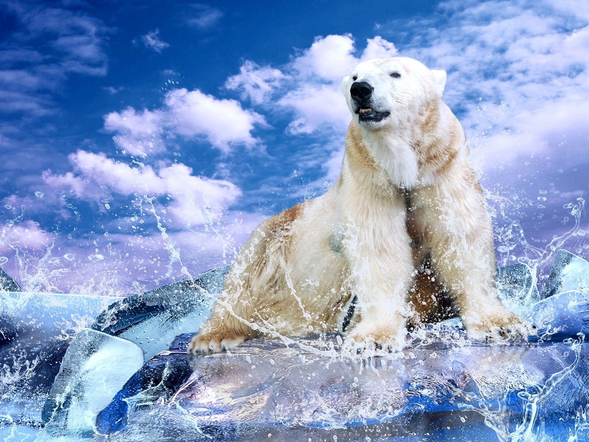 Free Download Polar Bear Wallpaper Id - Winter Polar Bear - HD Wallpaper 