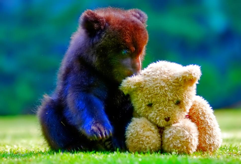Bear And Teddy Bear Wallpaper,teddy-bear Hd Wallpaper,animal - HD Wallpaper 