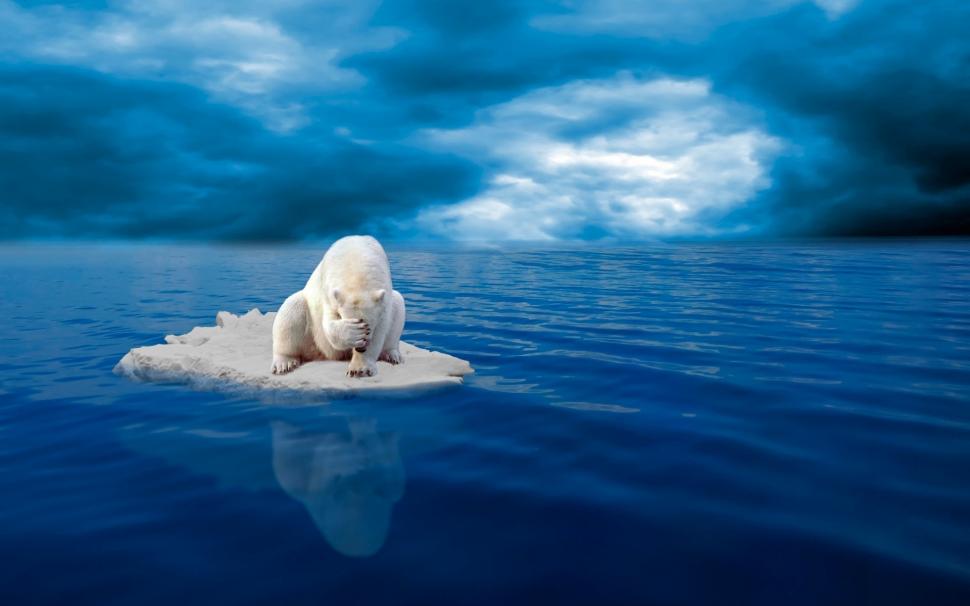 Said Polar Bear Wallpaper,polar Bear Hd Wallpaper,1920x1200 - Sad Polar Bear On Ice - HD Wallpaper 