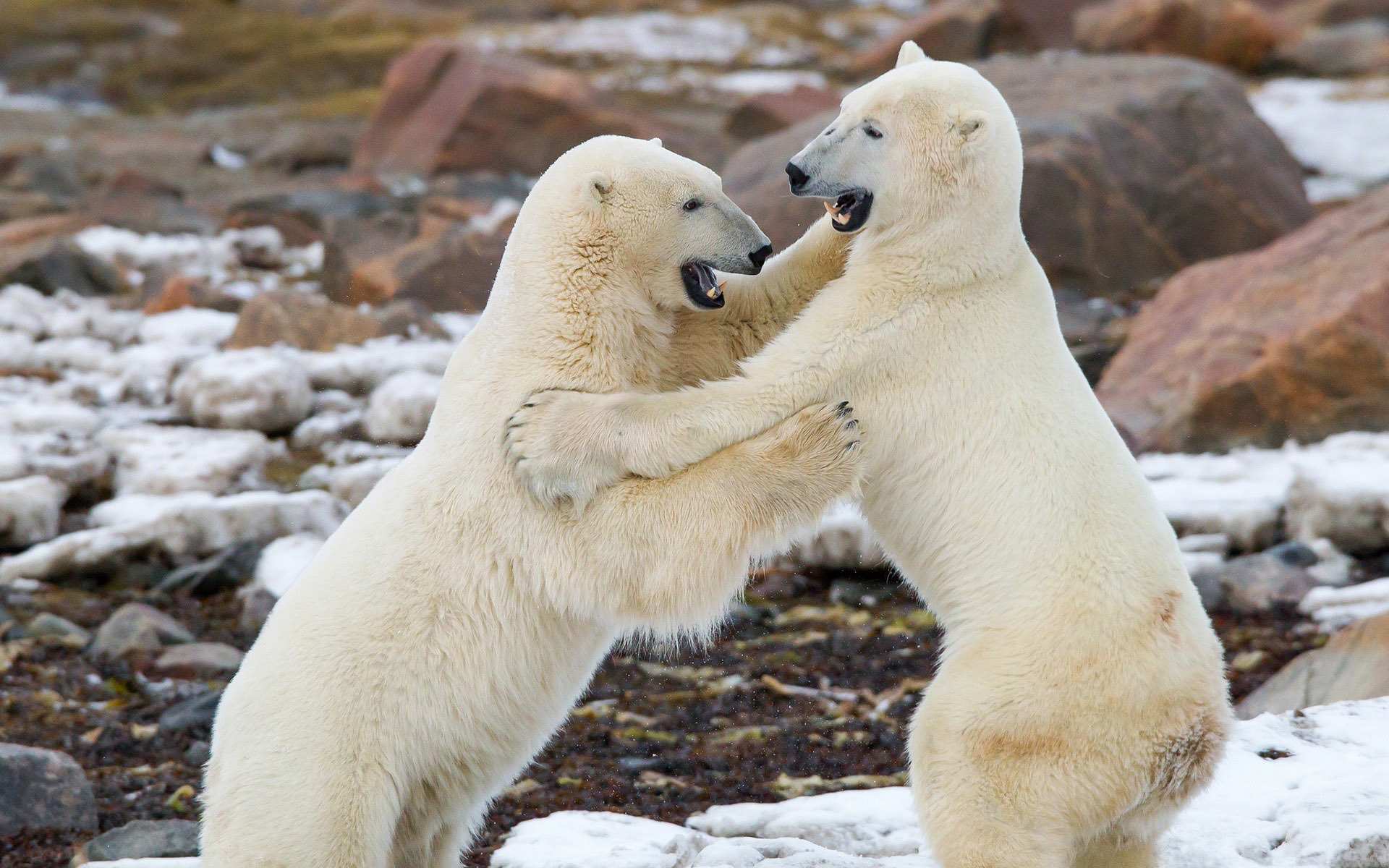 Polar Bear Fighting - HD Wallpaper 