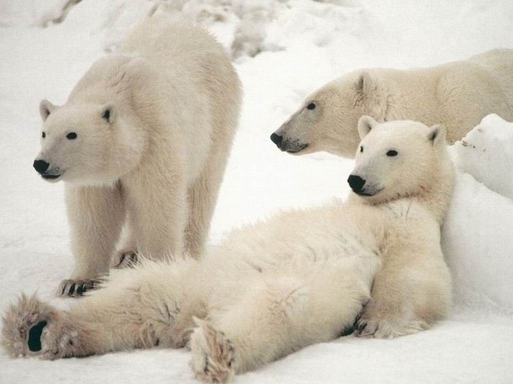 Information About Polar Bears - HD Wallpaper 