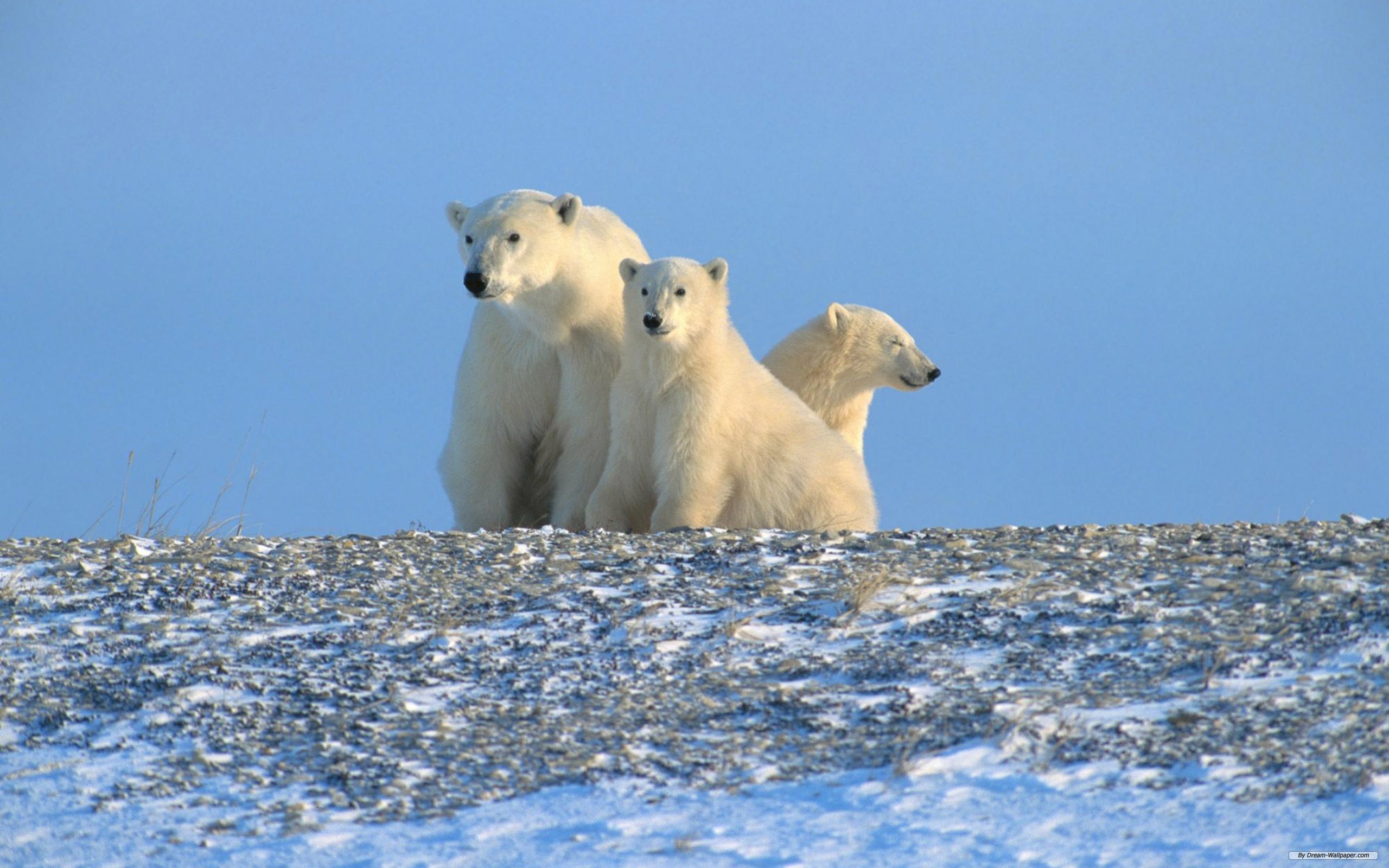 Greenhouse Effect On Polar Bear - HD Wallpaper 