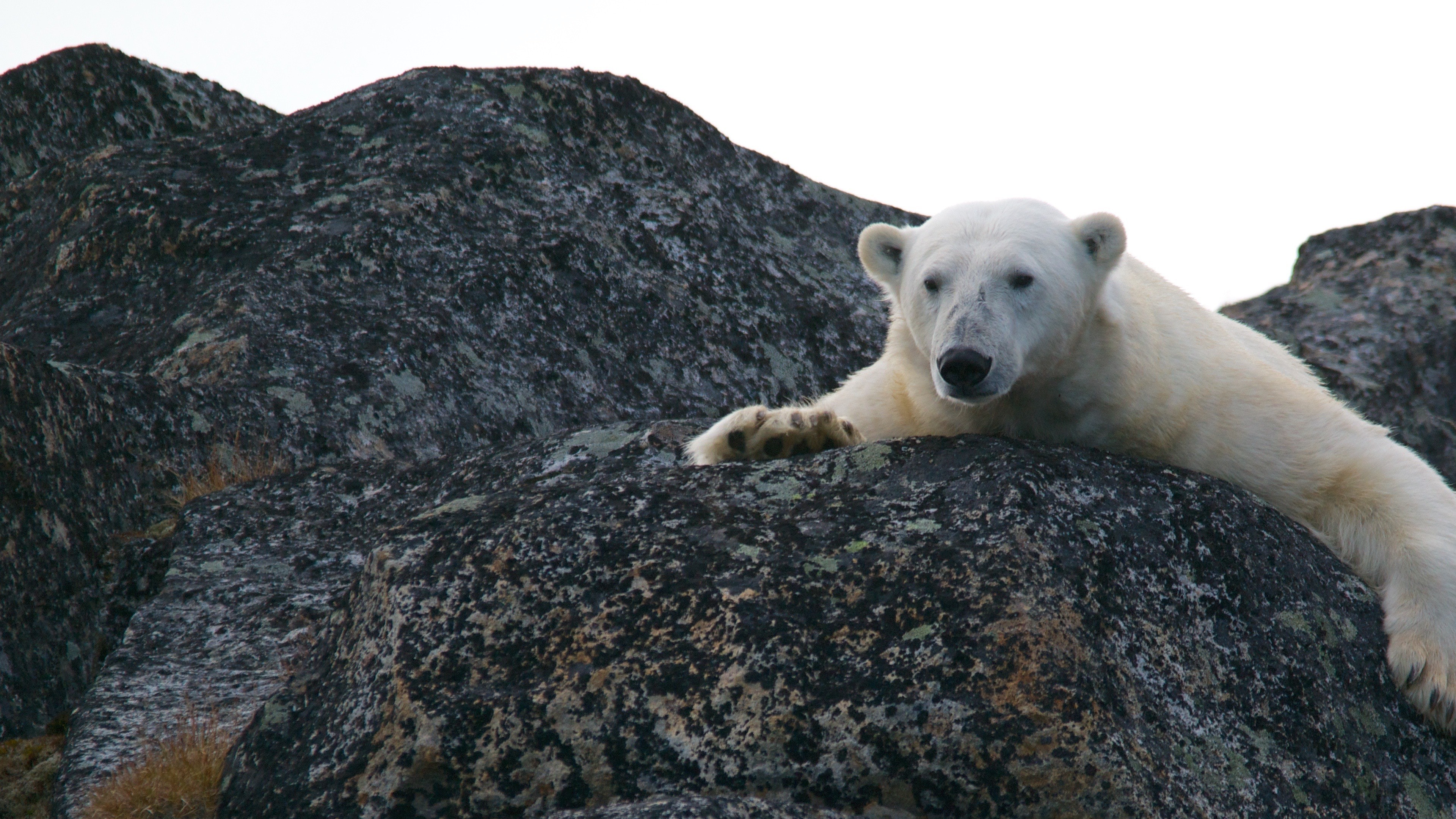 White Bear 4k Wallpaper - Inconvenient Truth Polar Bear - HD Wallpaper 