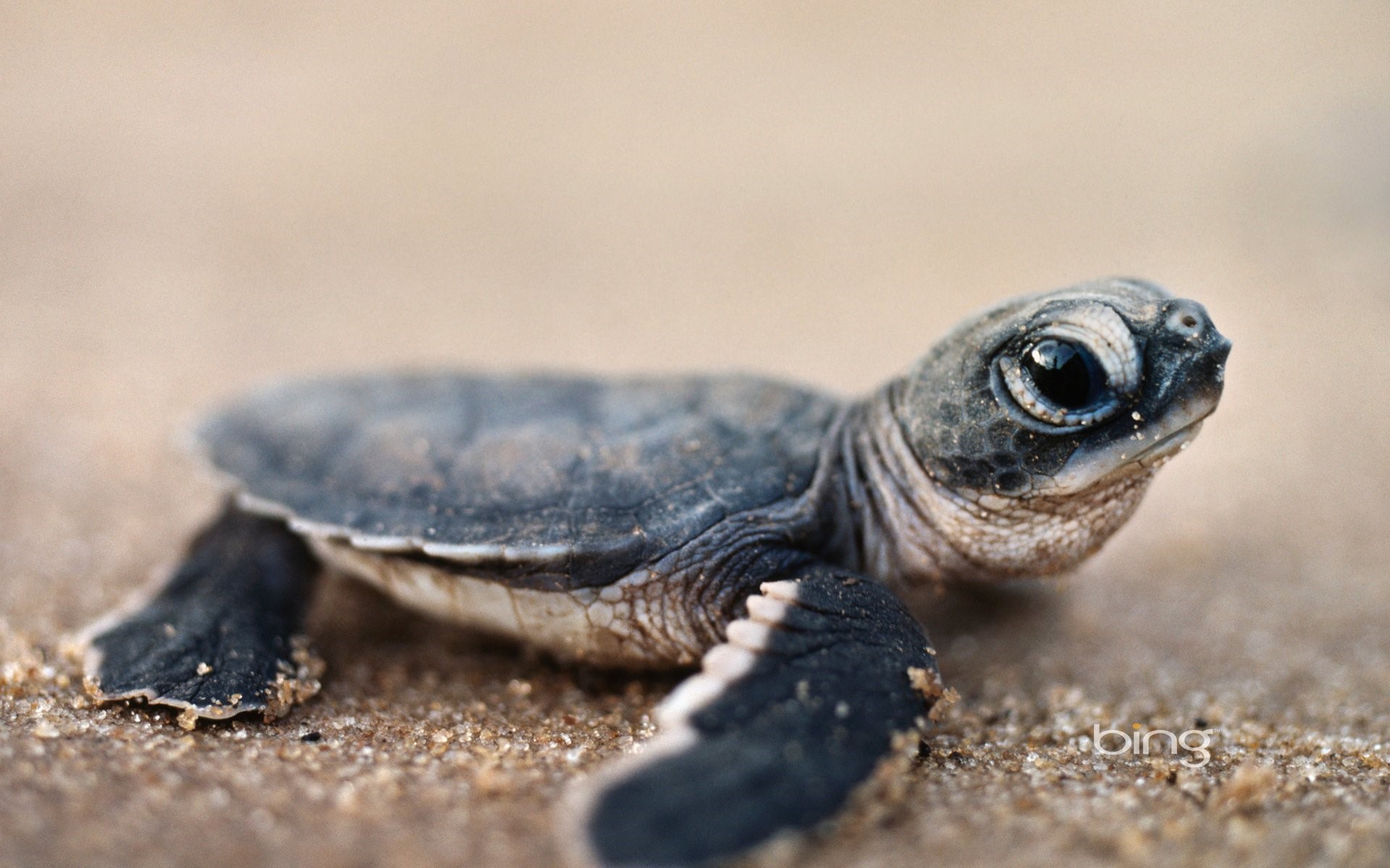 Amazing Cute Tuttle Baby Wallpaper Free Download - Baby Sea Turtle Hd - HD Wallpaper 